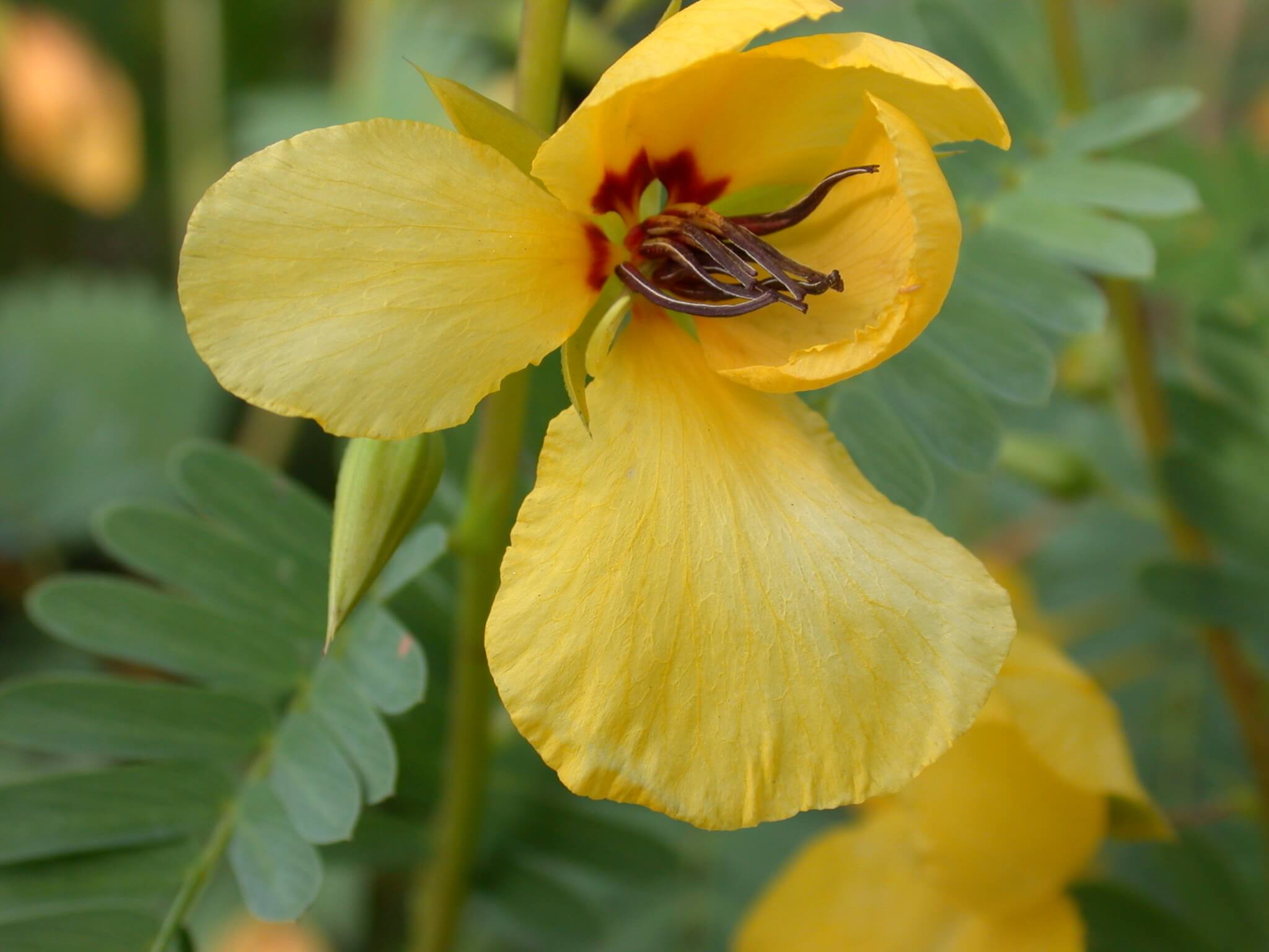 Partridge Pea Bloom