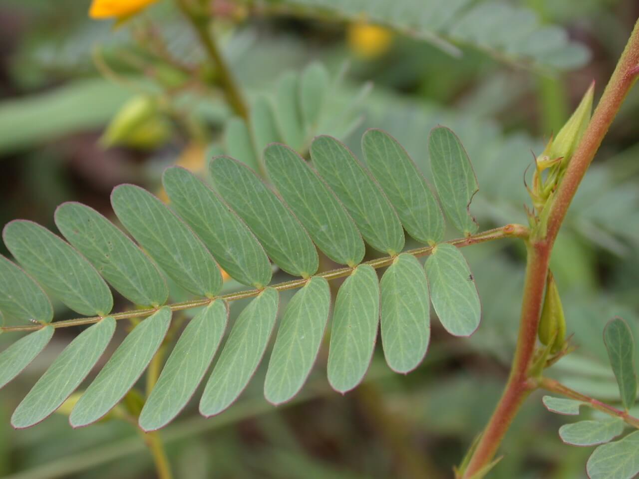 Partridge Pea Leaflet