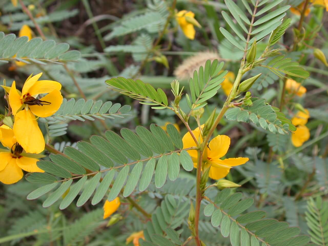 Partridge Pea Leaves