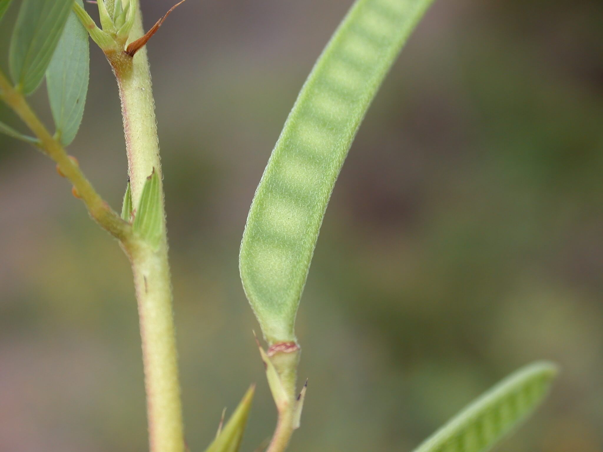 Partridge Pea Pod