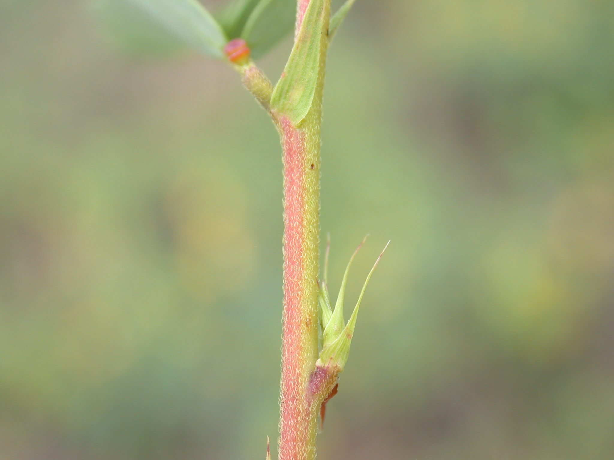 Partridge Pea Stem