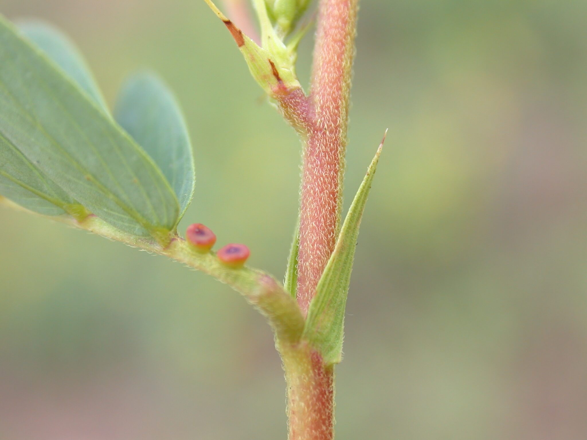 Partridge Pea Stipule