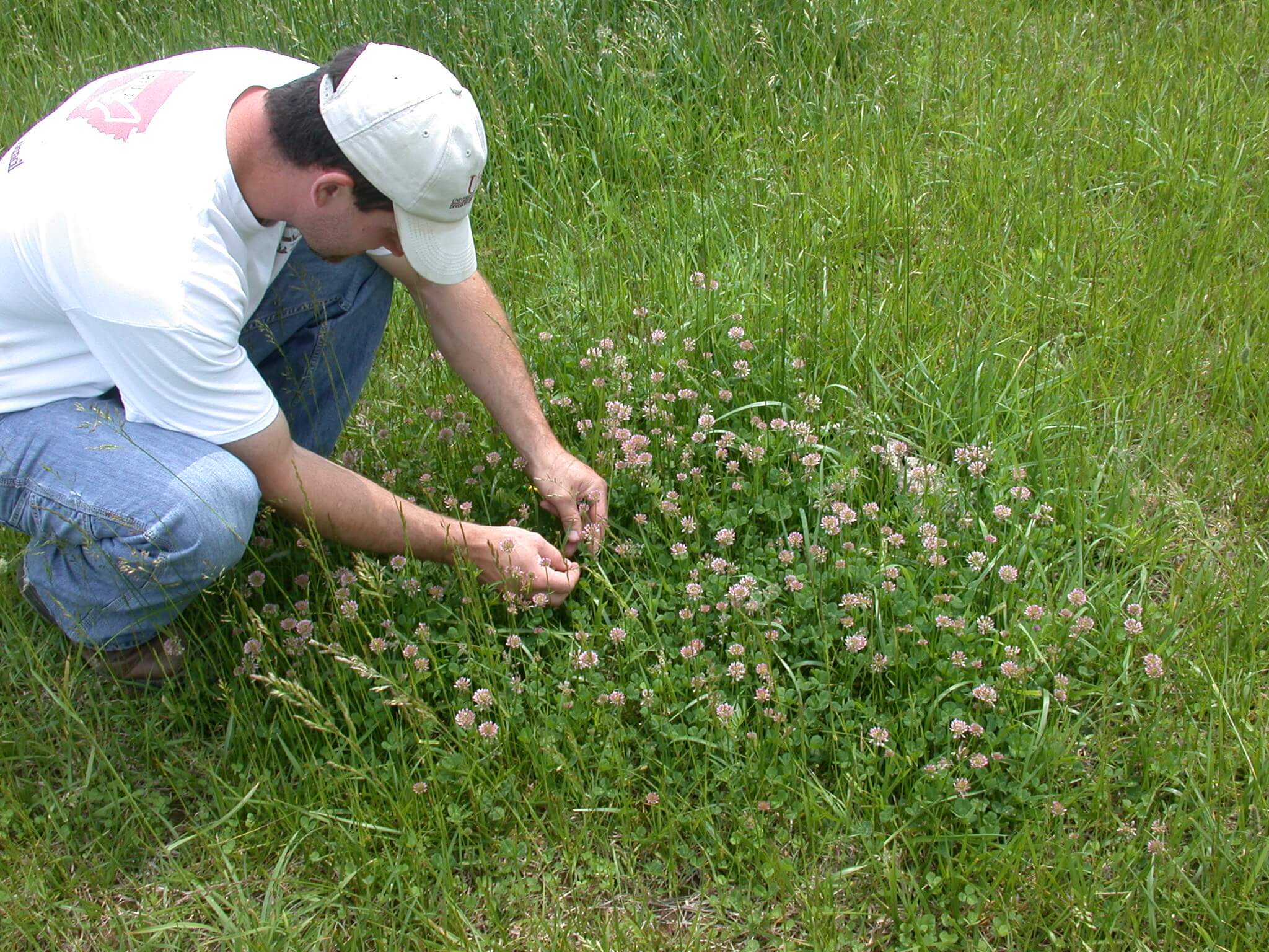 Pink White Clover