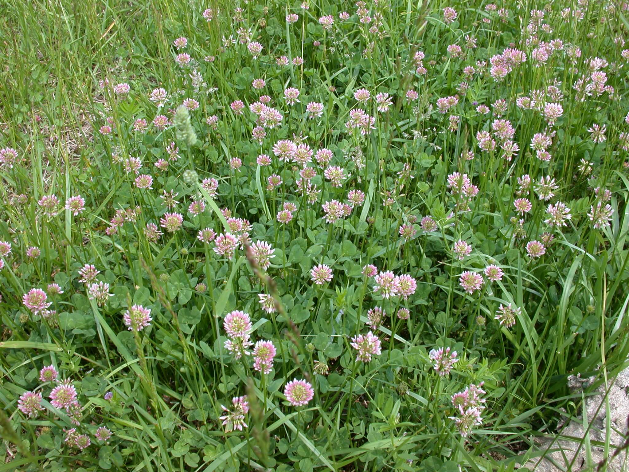 Pink White Clover