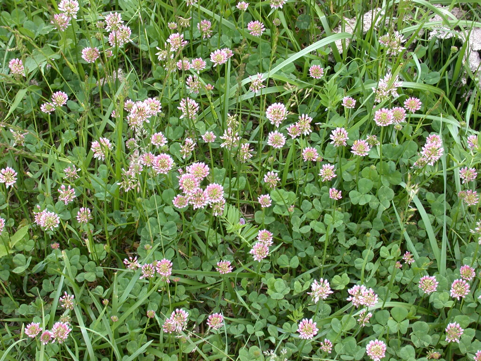 Pink White Clover