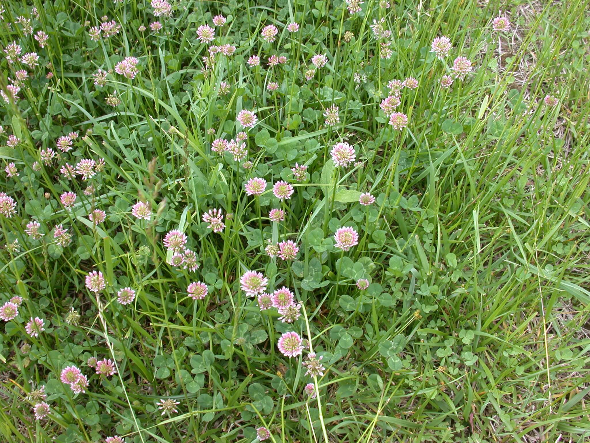 Pink White Clover