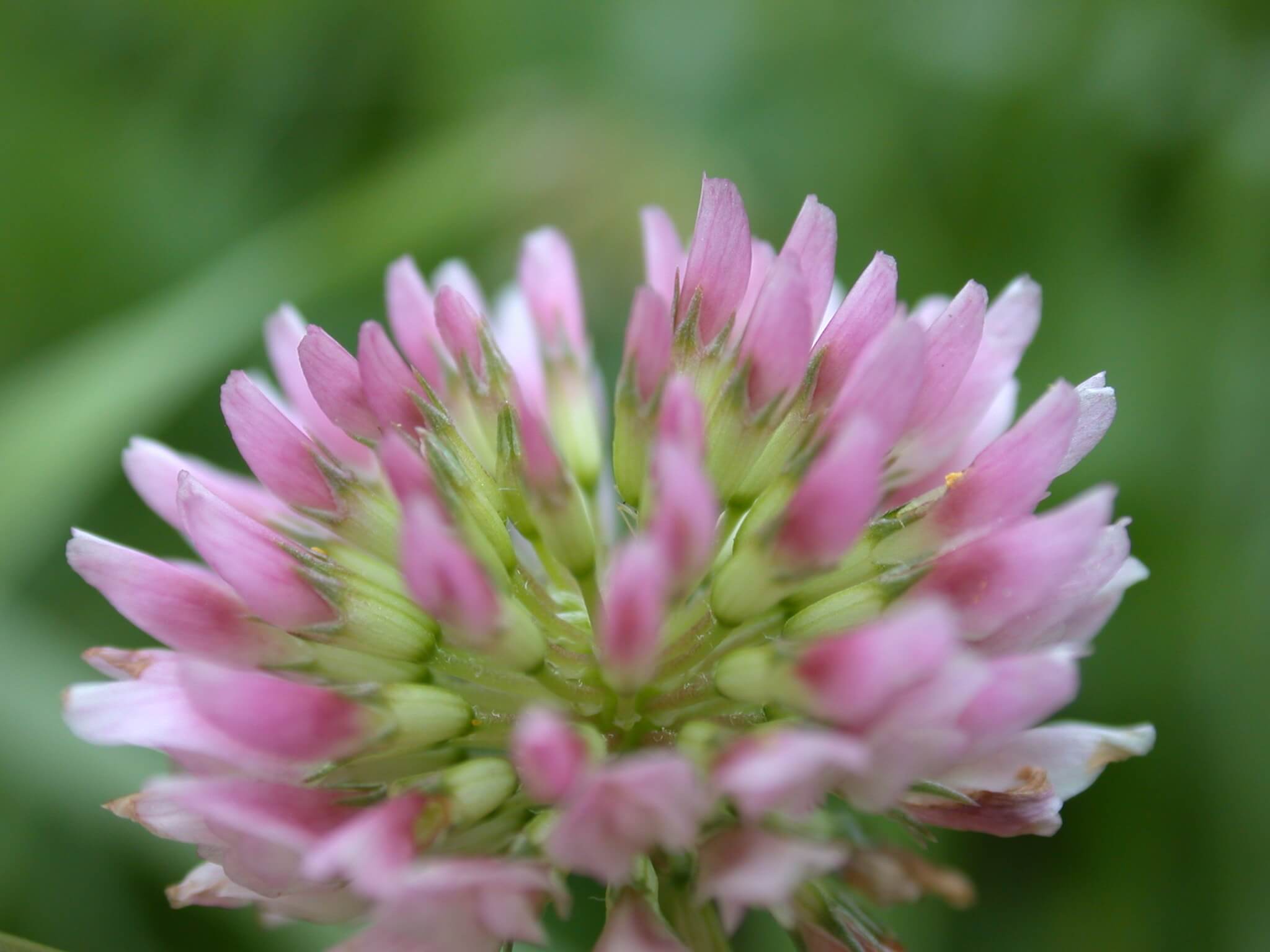 Pink White Clover Bloom