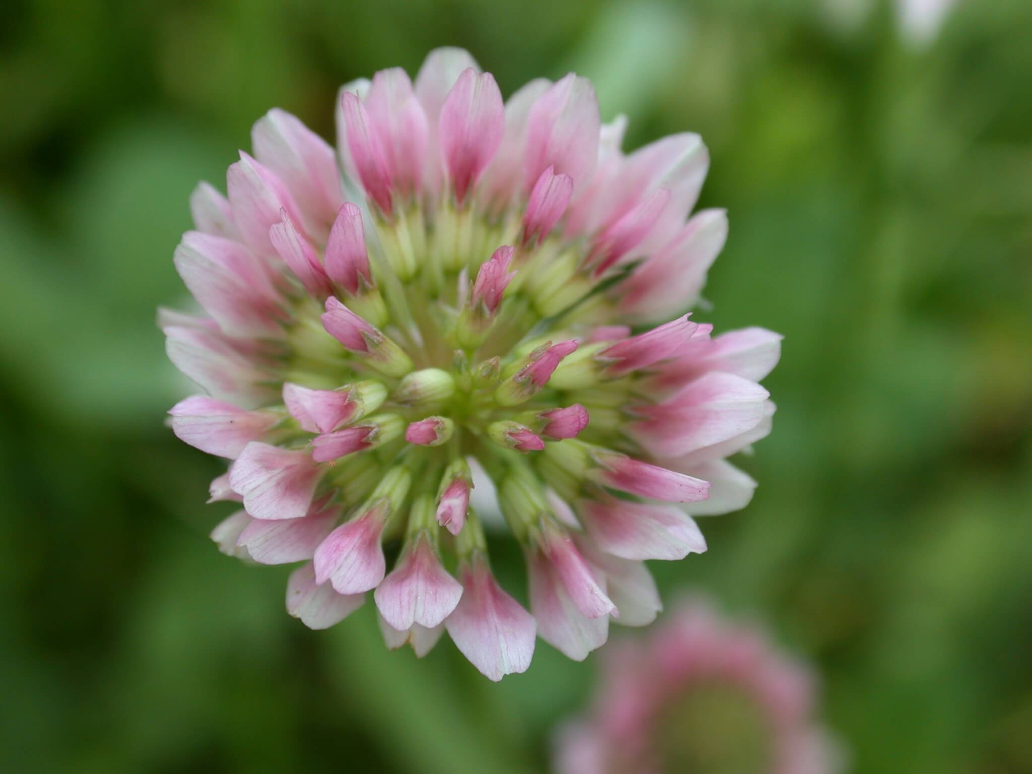 Pink White Clover Bloom