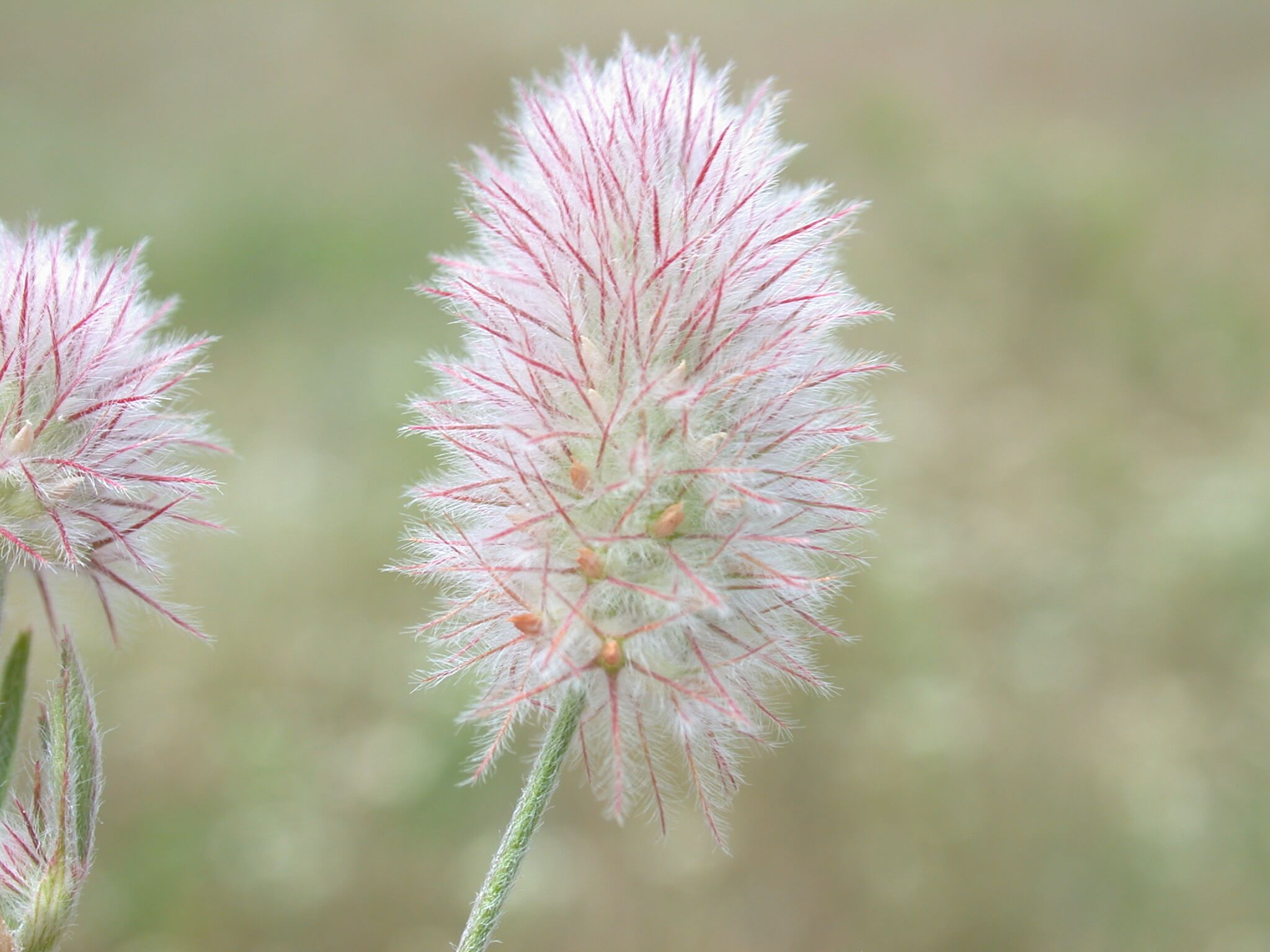 Rabbit Foot Clover Bloom