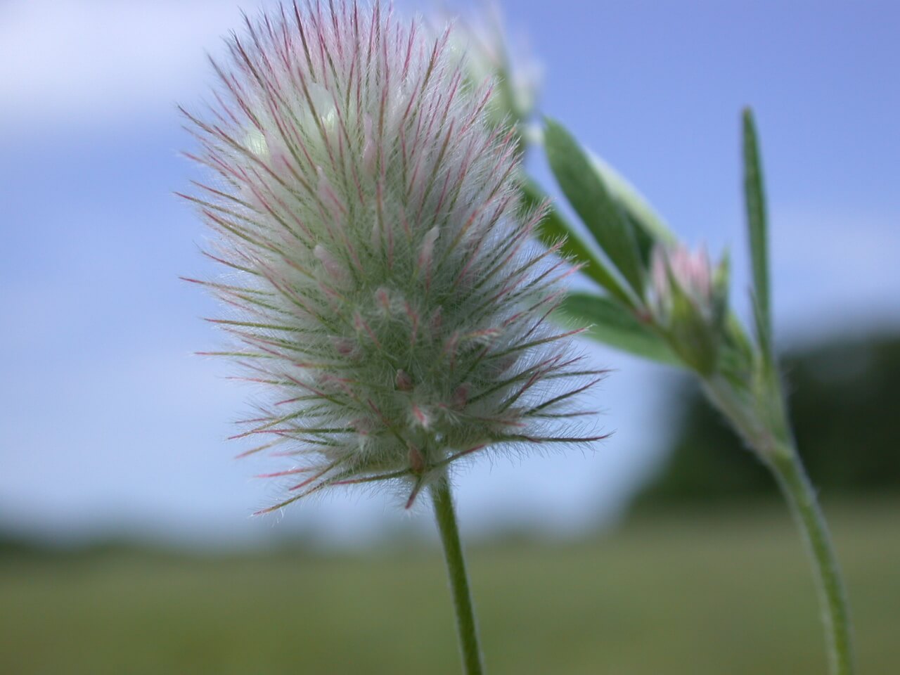 Rabbit Foot Clover