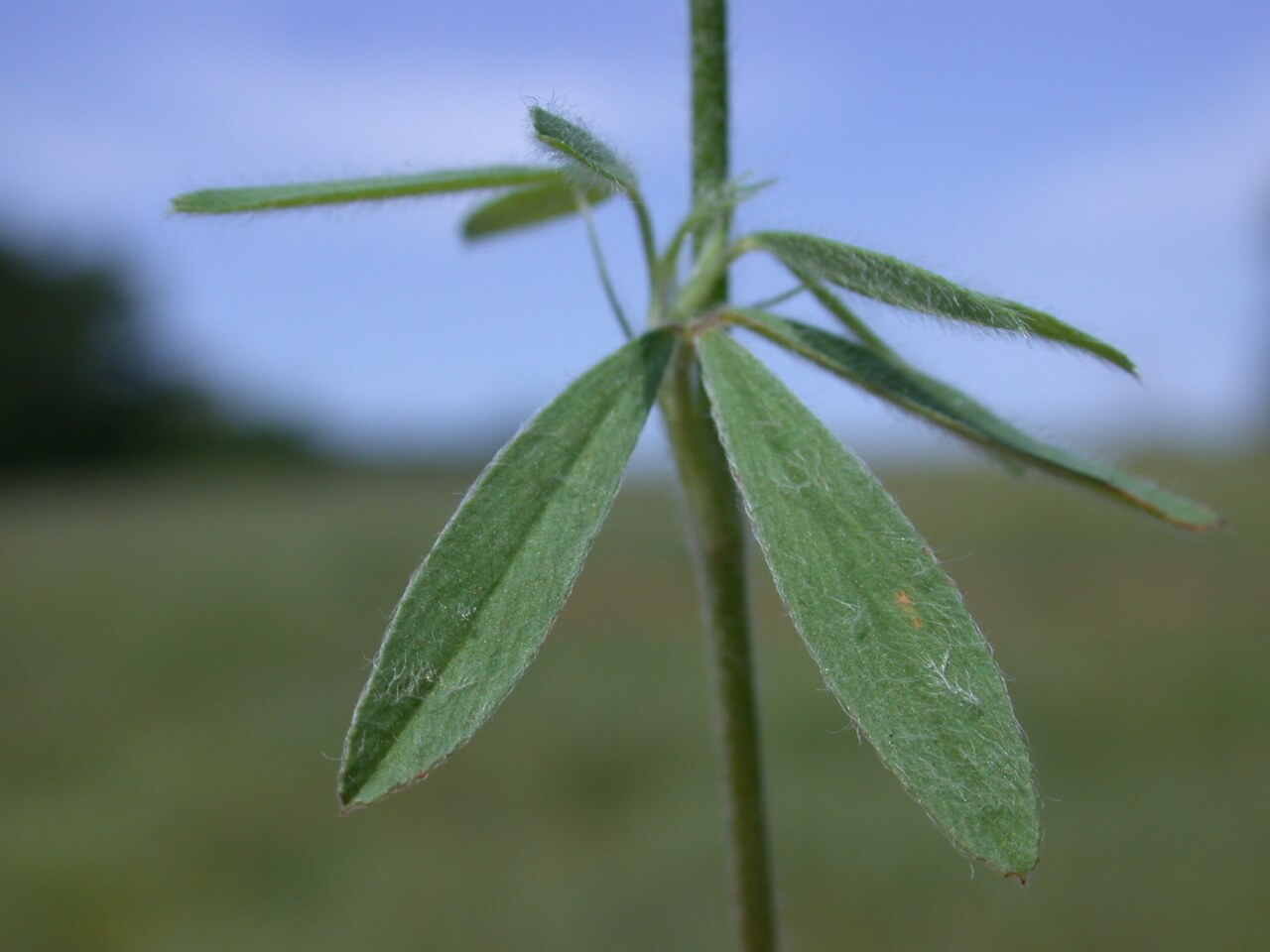 Rabbit Foot Clover Leaf