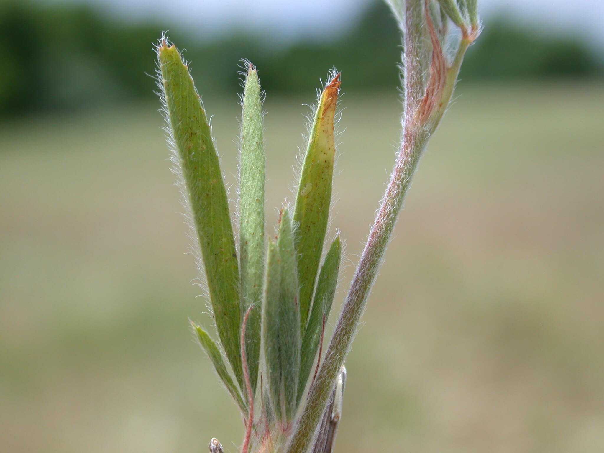 Rabbit Foot Clover Leaf