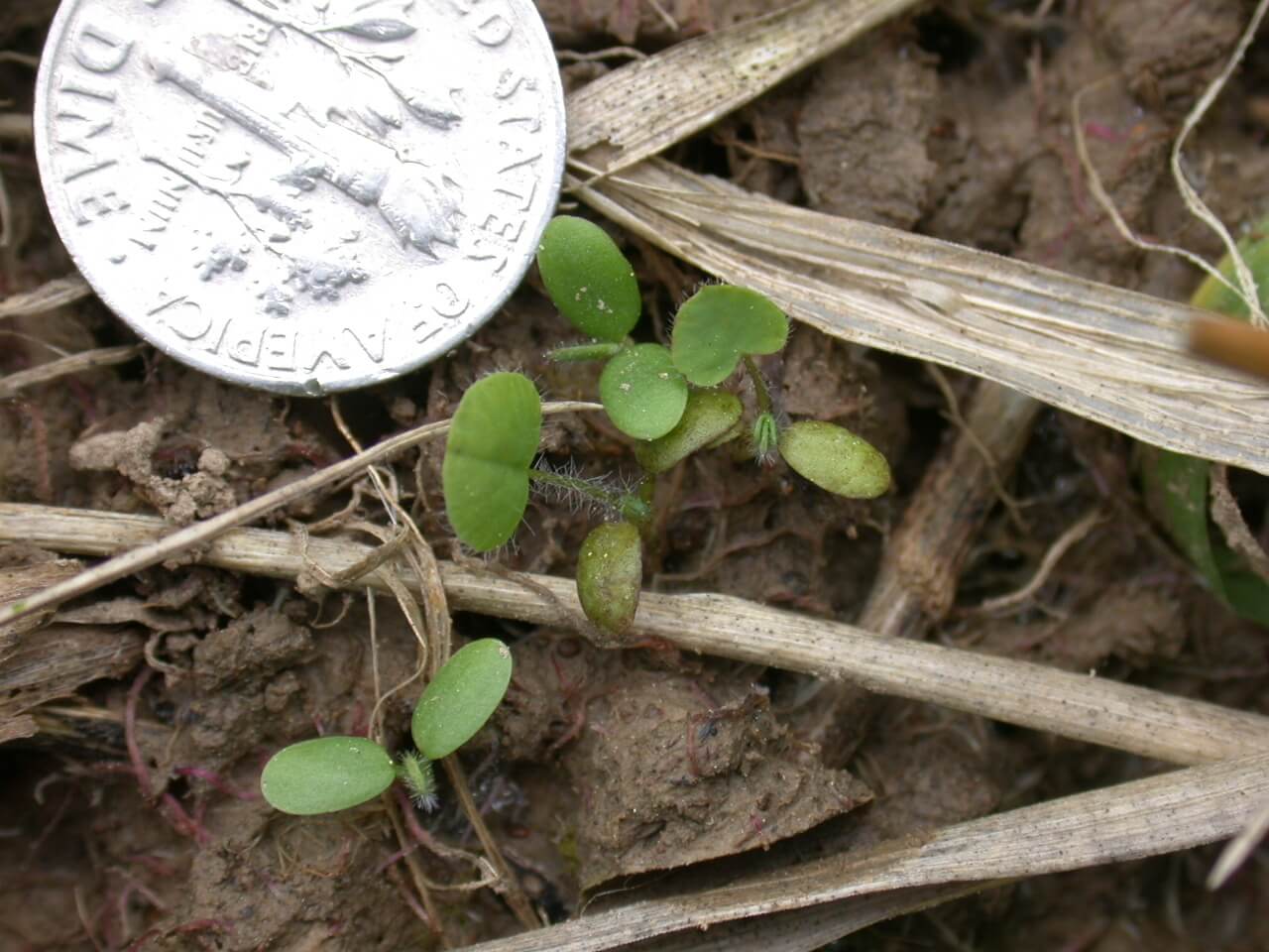 Red Clover Seedling