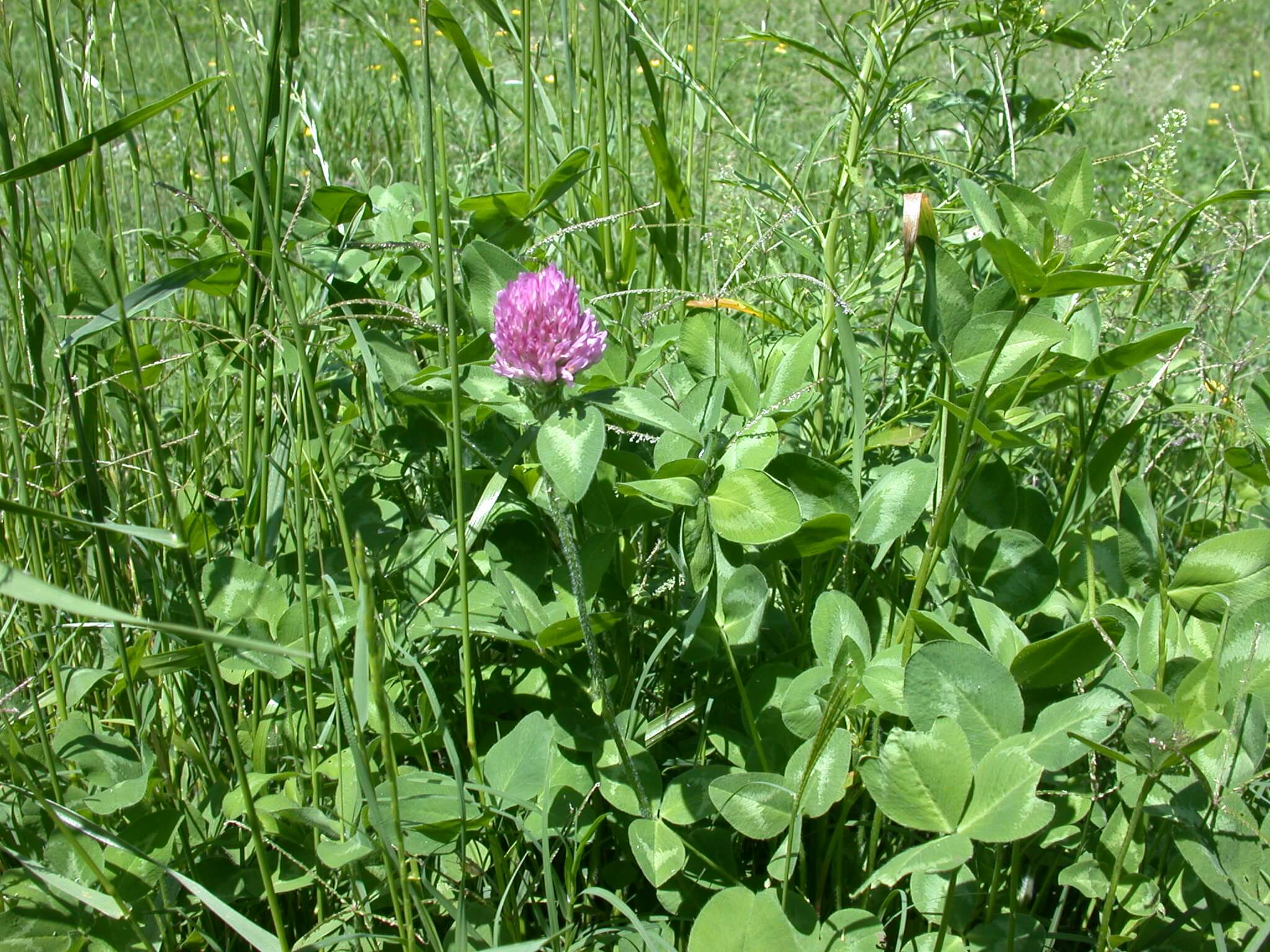 Red Clover