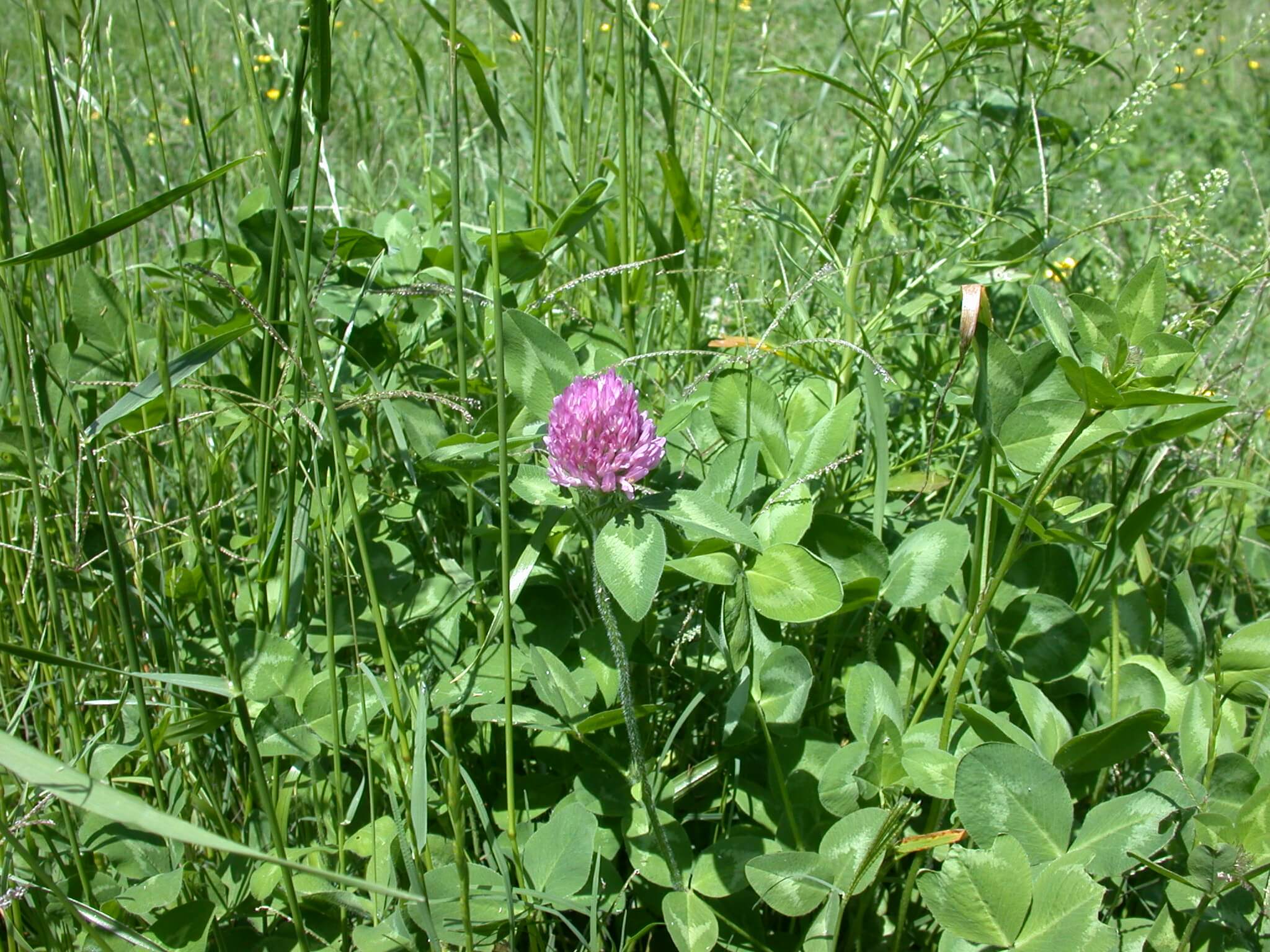 Red Clover