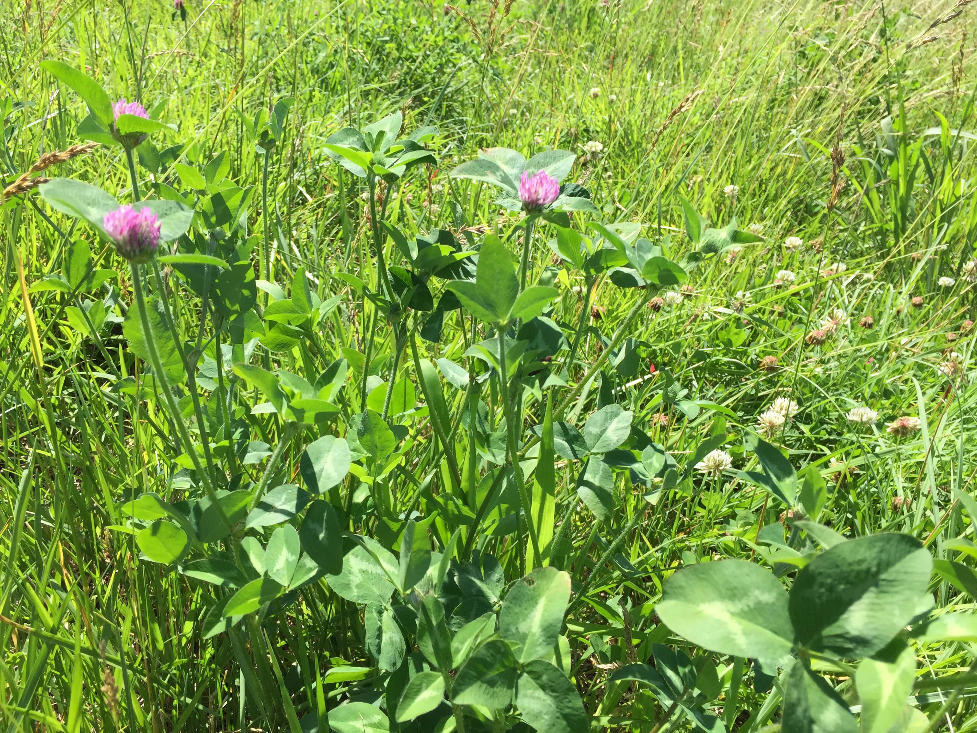 Red Clover