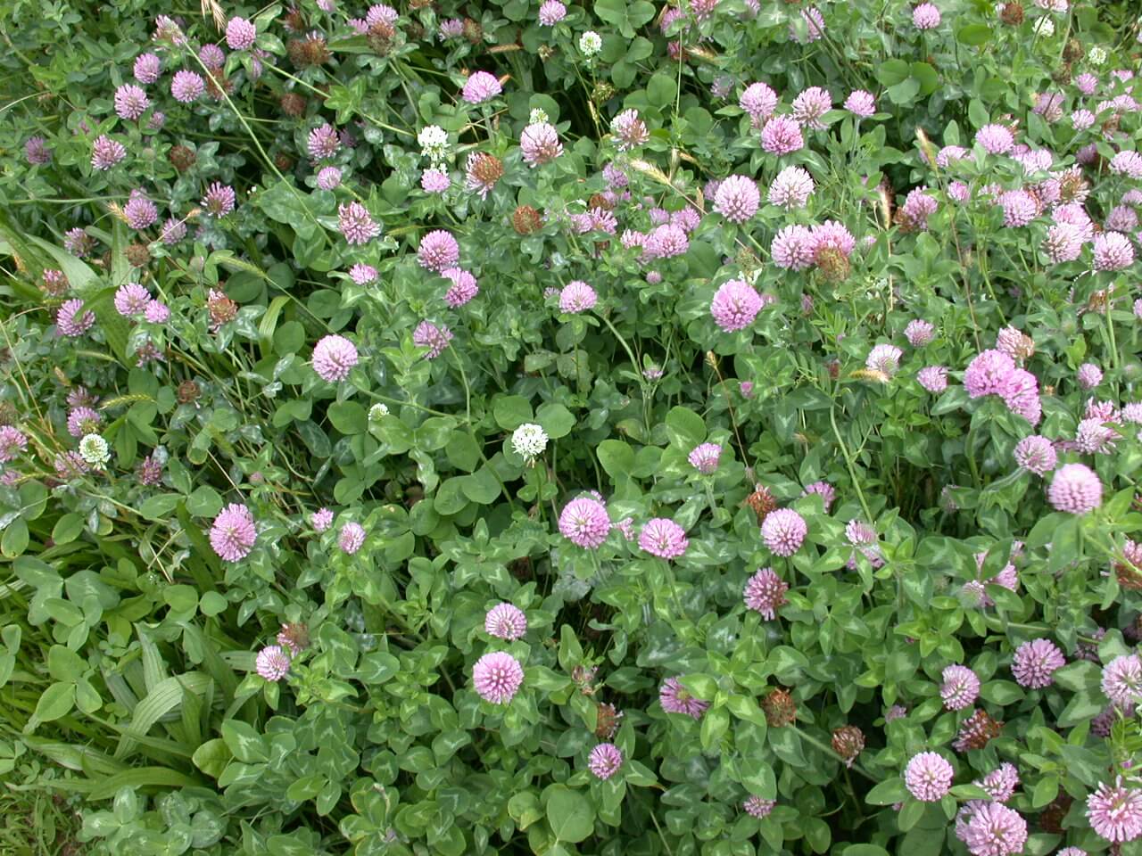 Red Clover Plant
