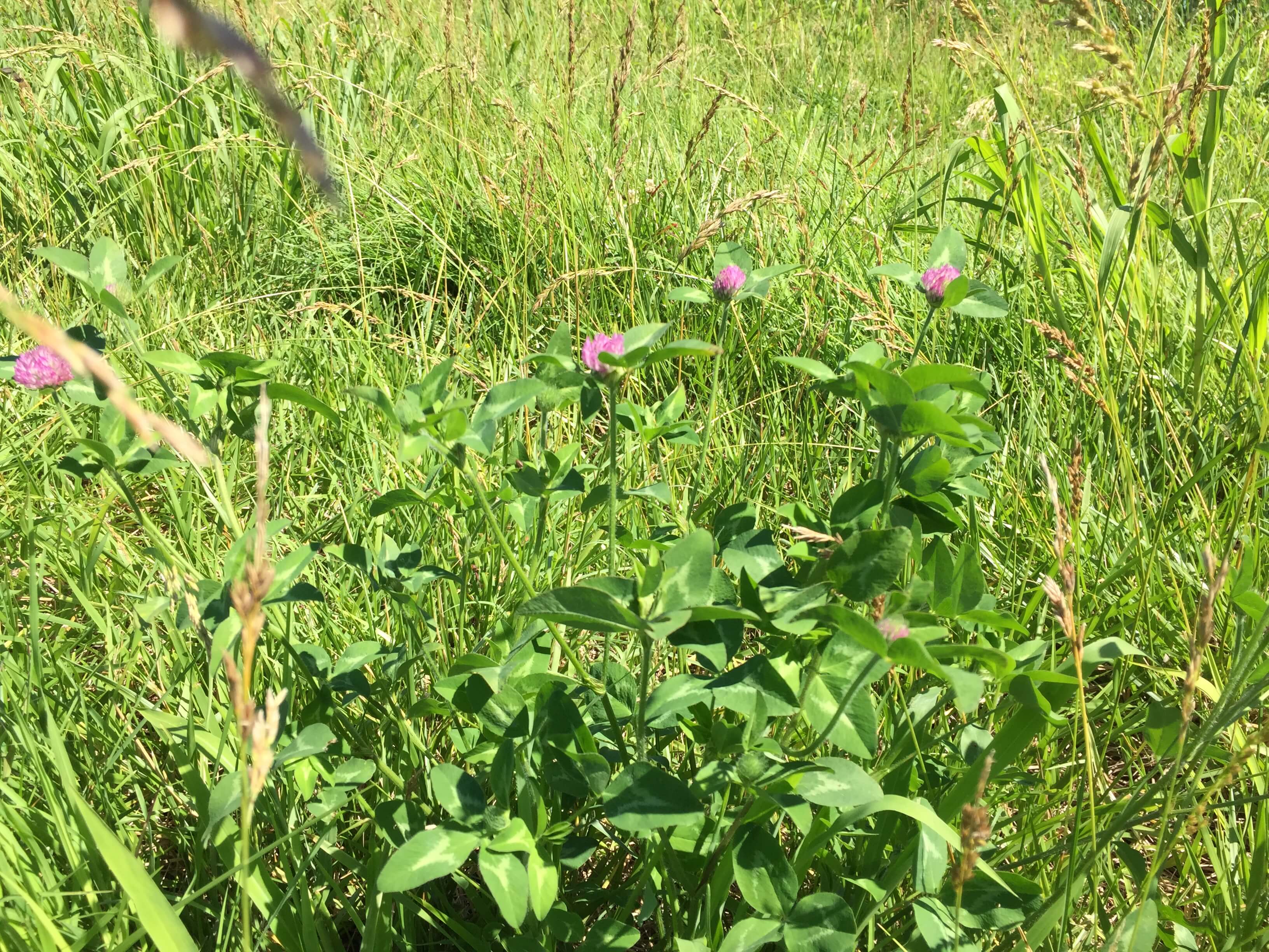 Red Clover