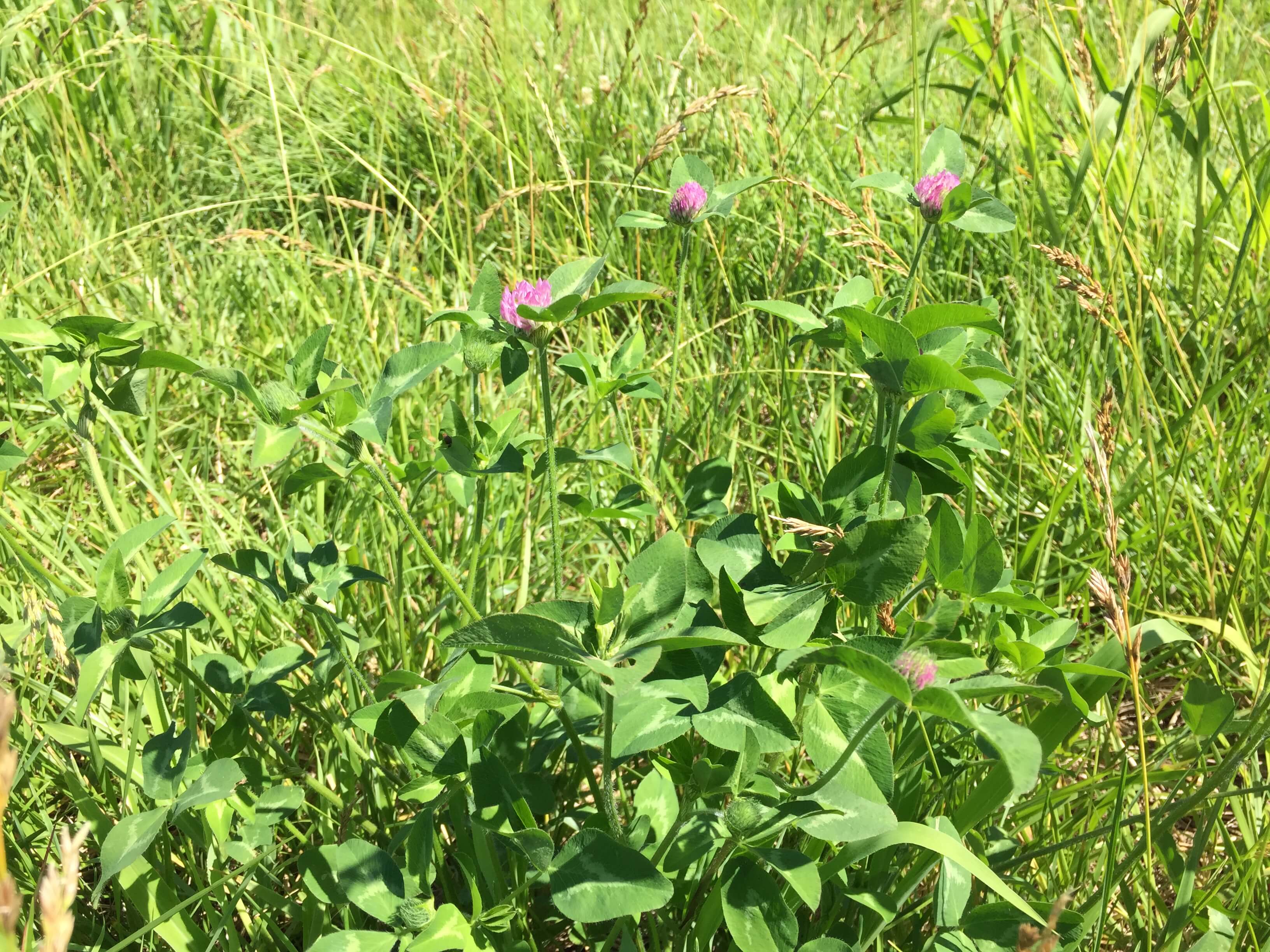 Red Clover