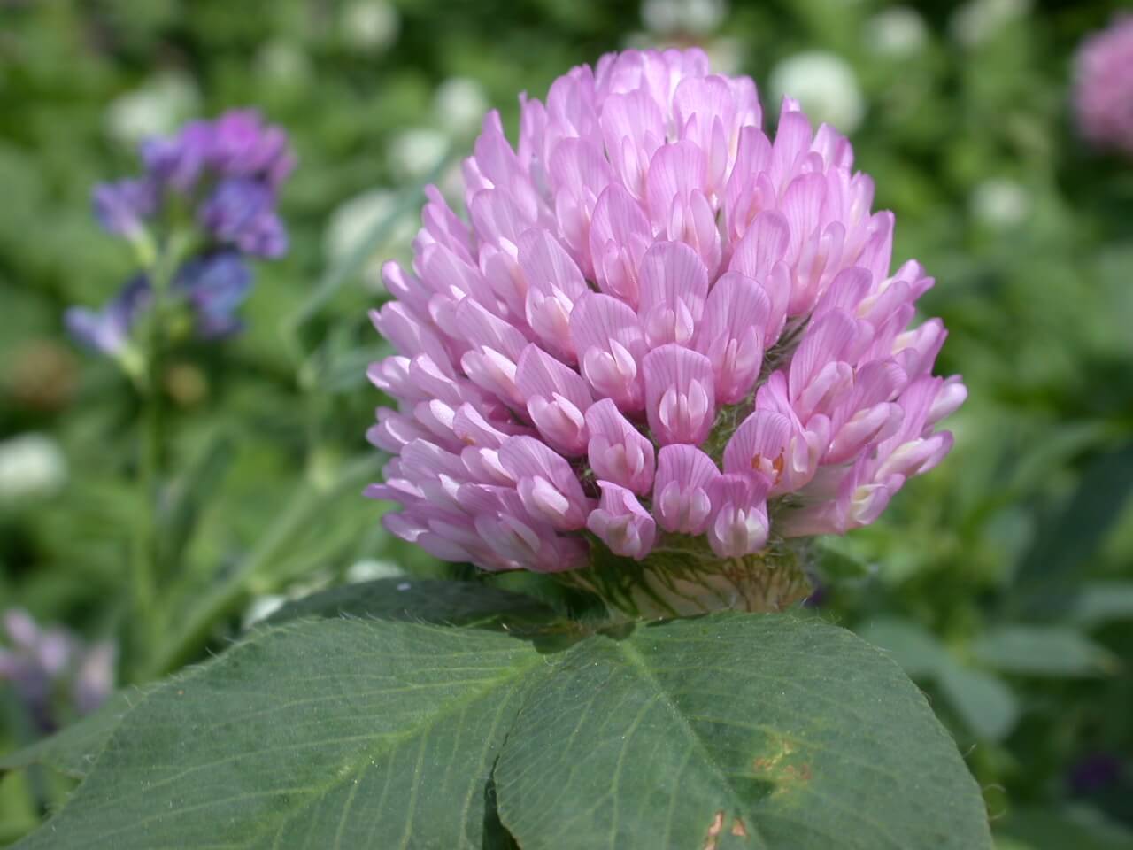 Red Clover Bloom