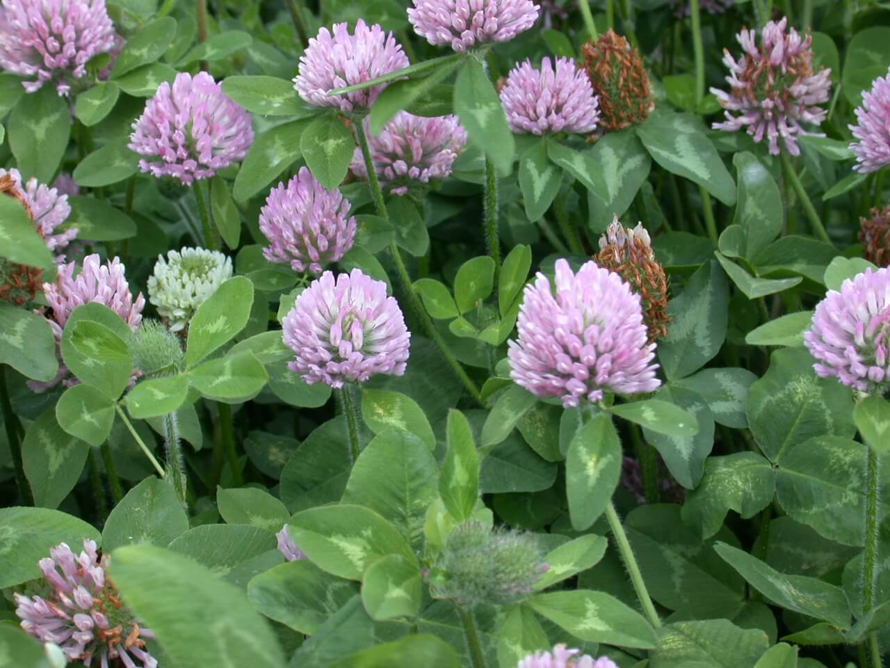 Red Clover Blooms