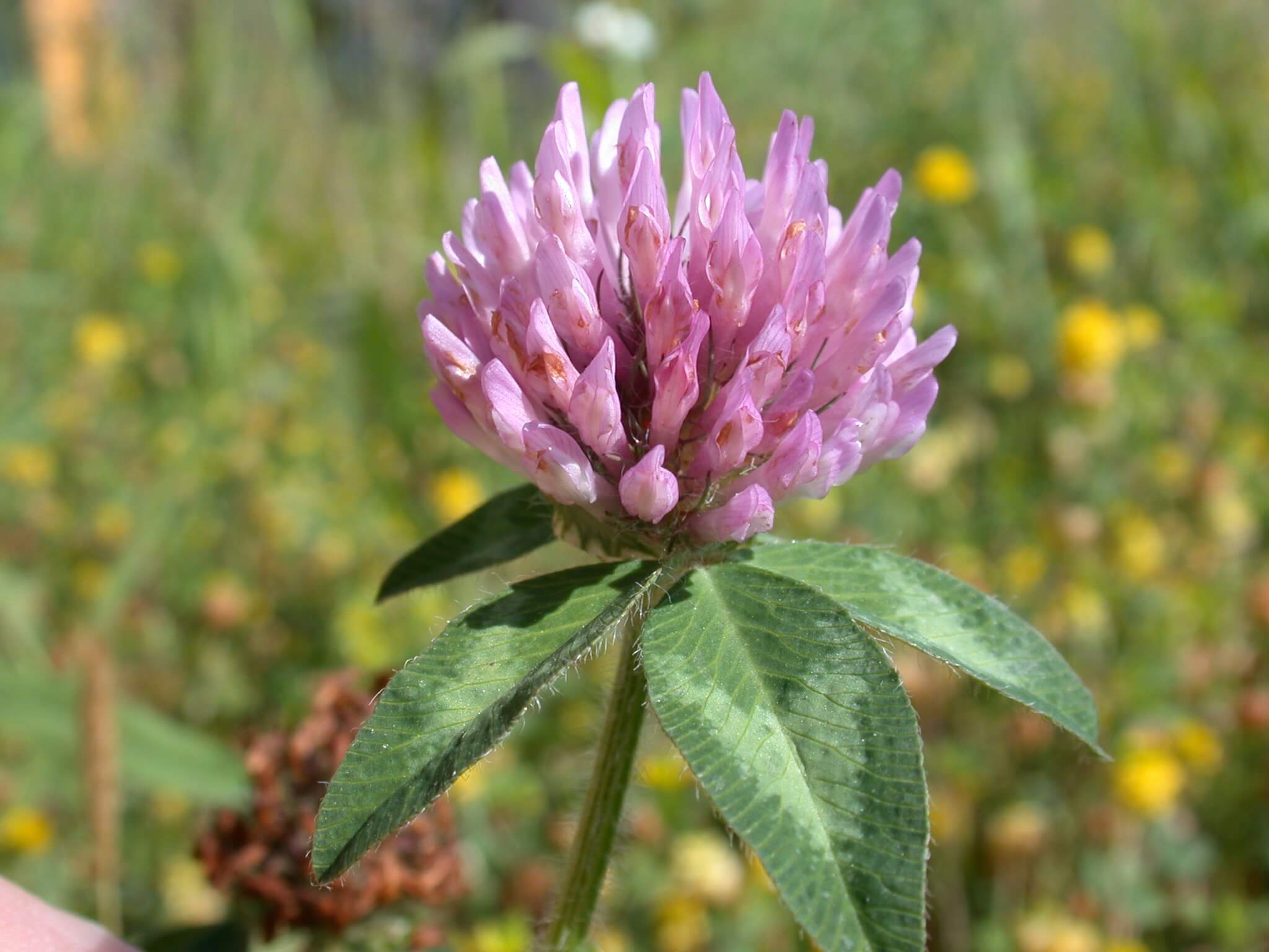 Red Clover Flower