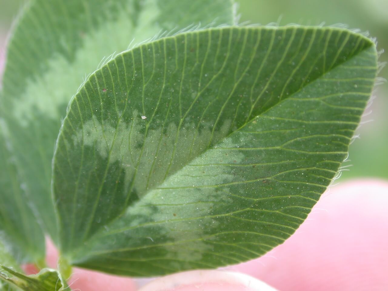 Red Clover Leaf