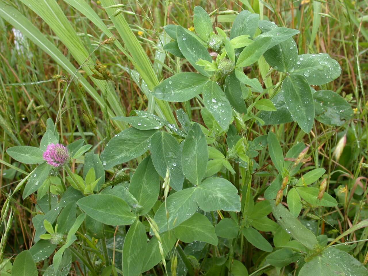 Red Clover Plant