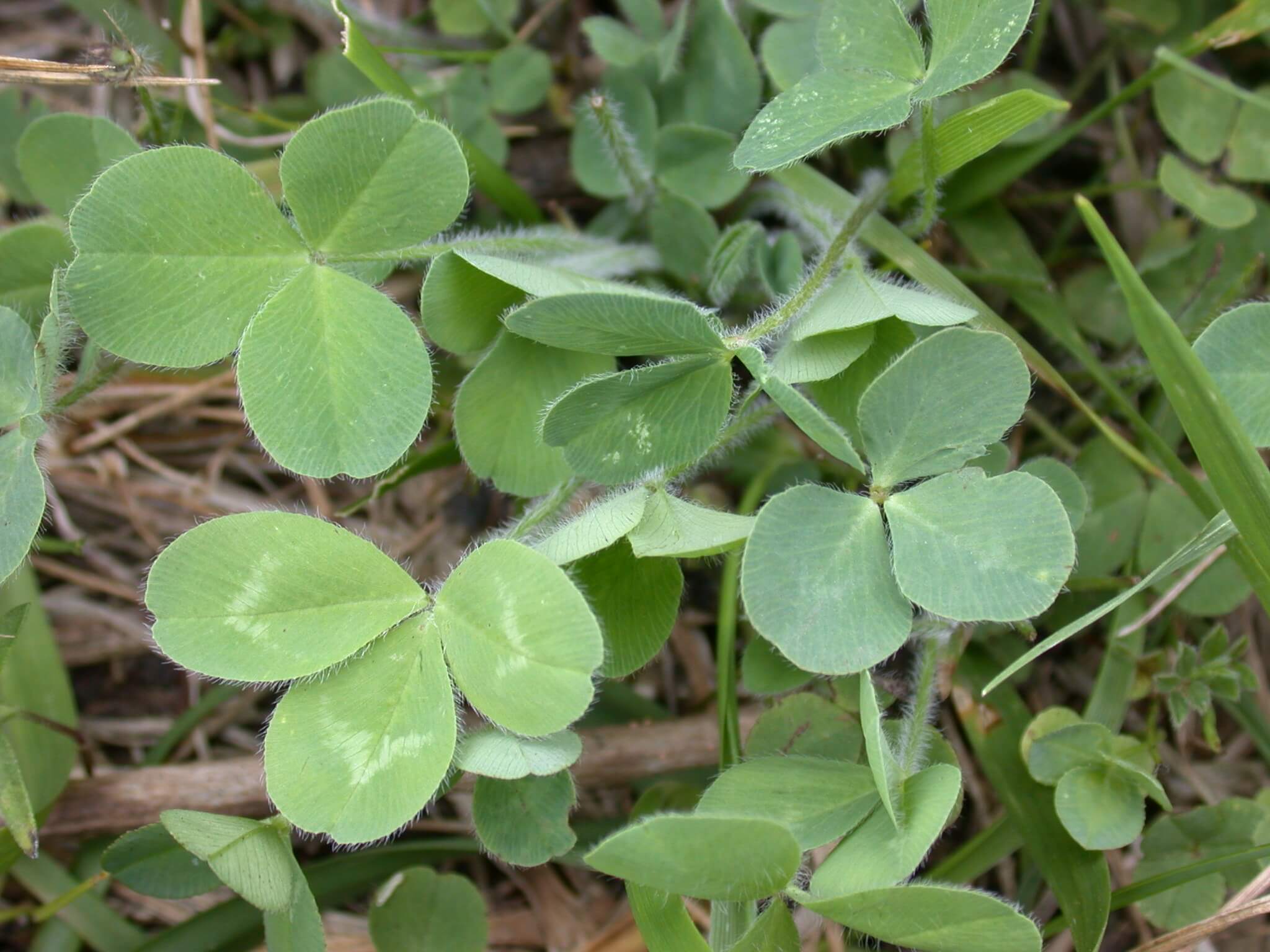 Red Clover Seedlings