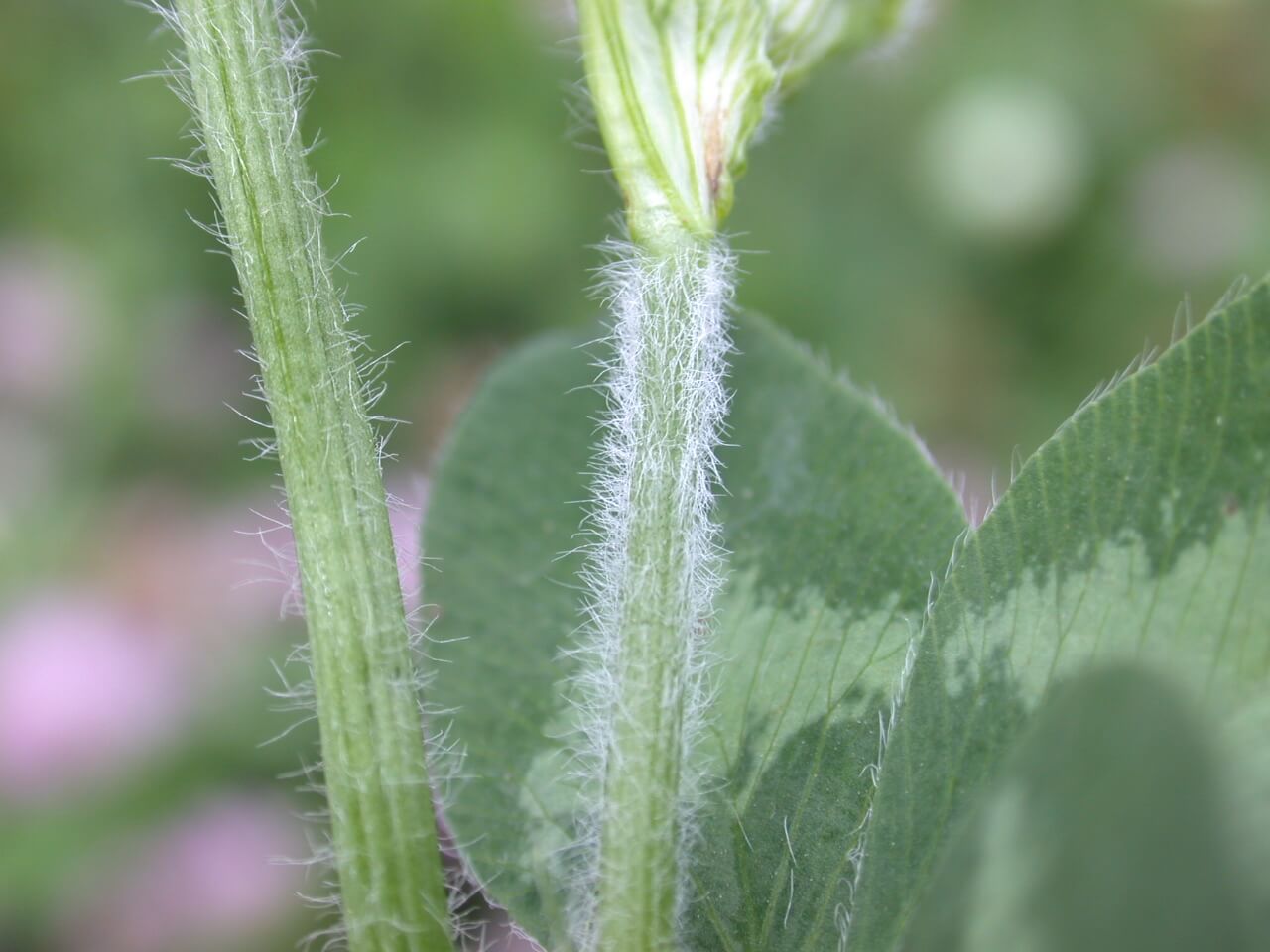 Red Clover Stem