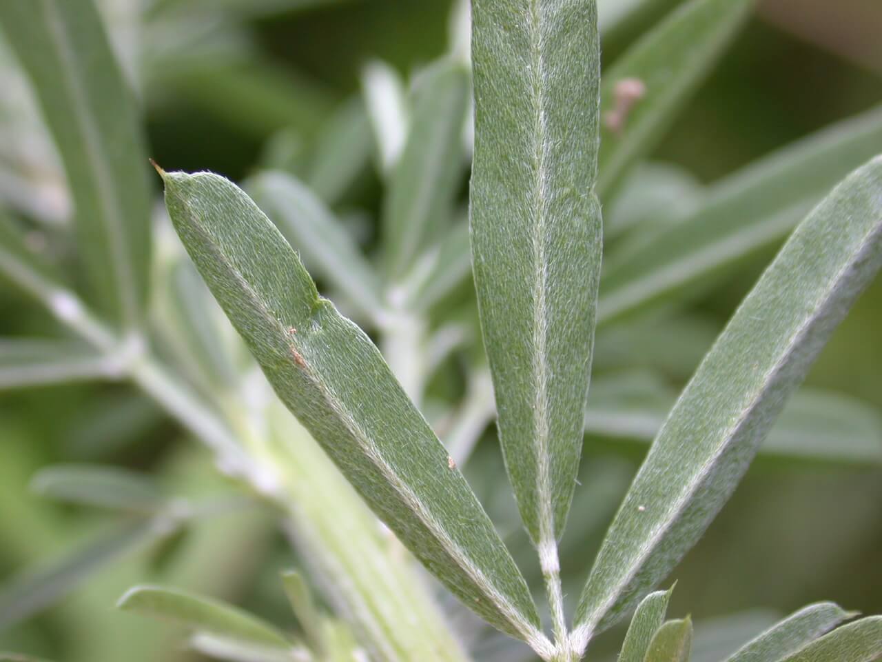 Sericea Lespedeza Bottom of Leaf