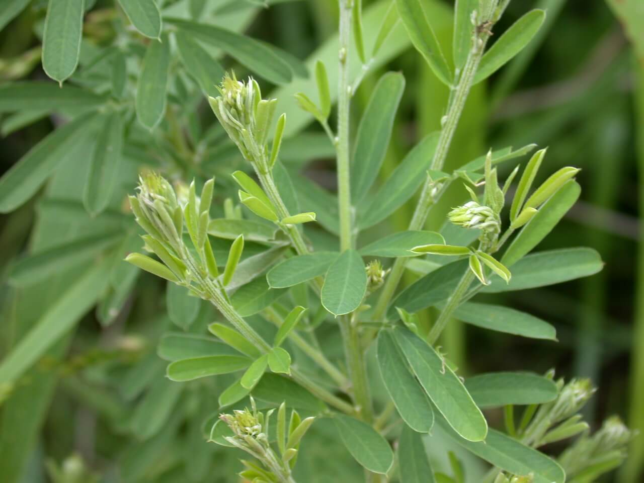 Sericea Lespedeza Buds