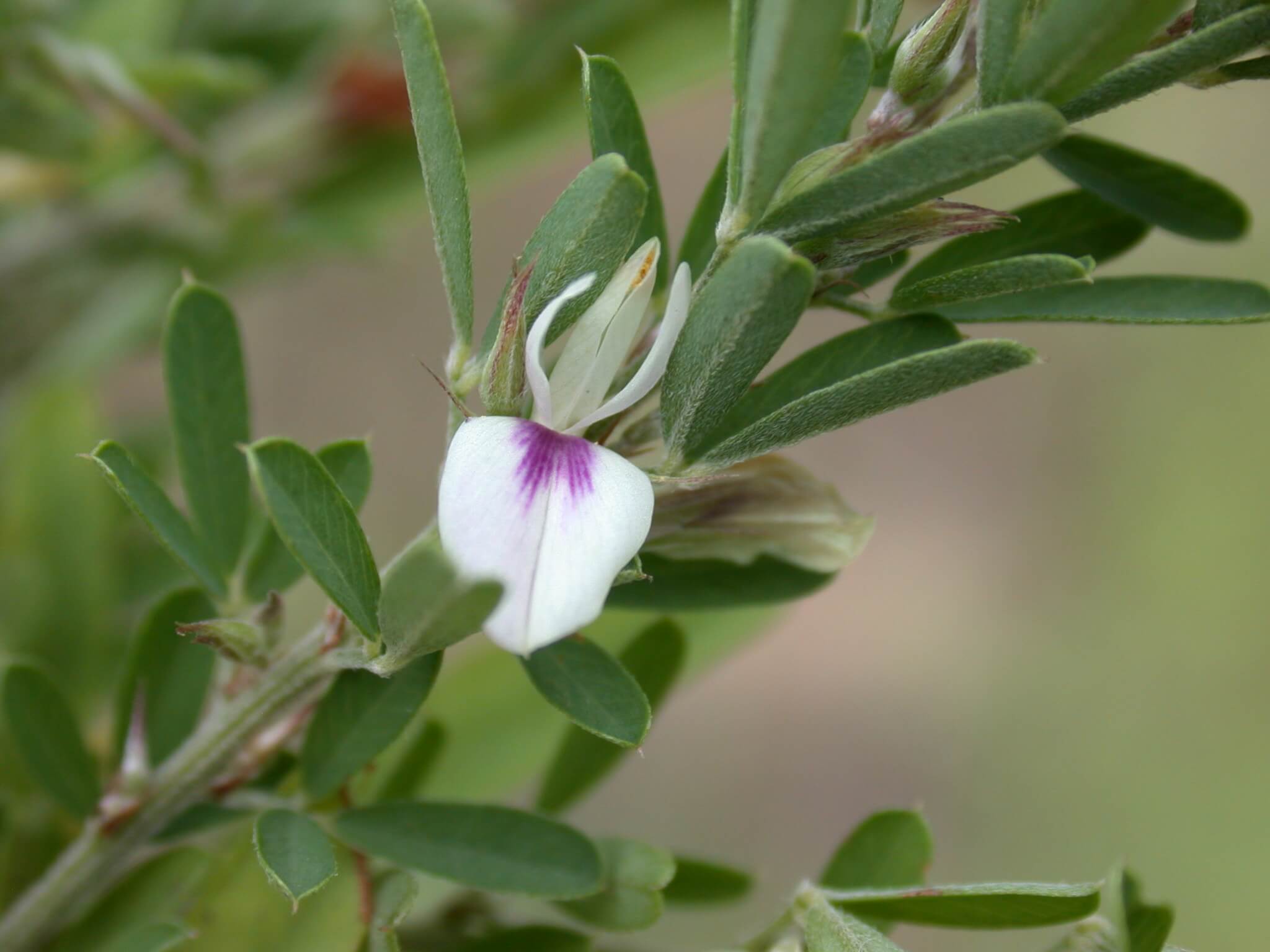 Sericea Lespedeza Flower
