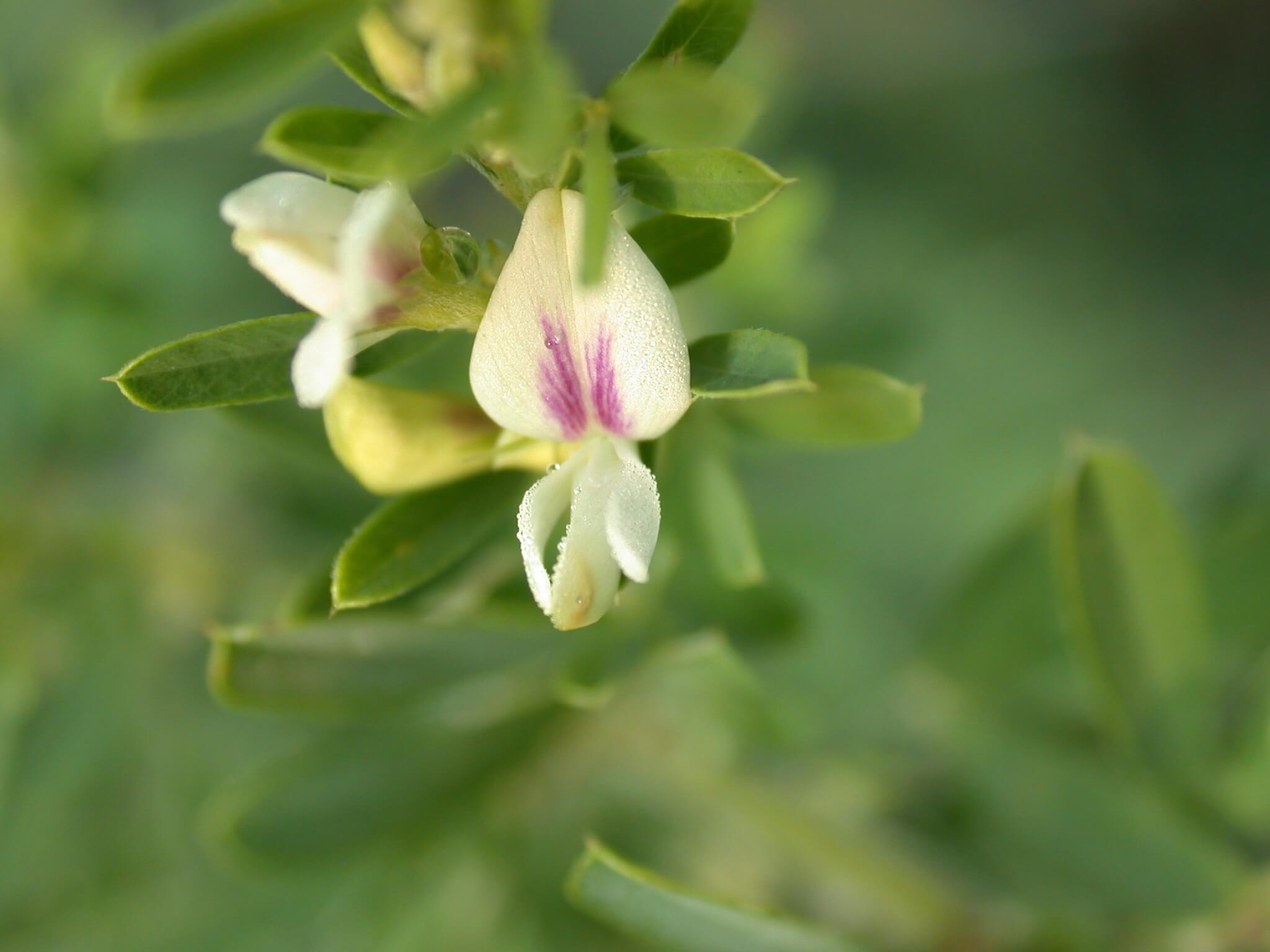 Sericea Lespedeza Flower