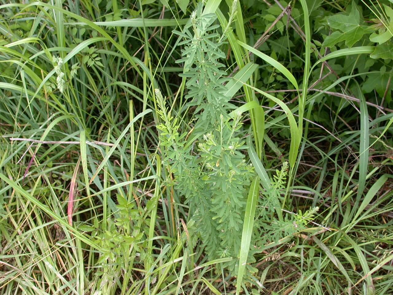 Sericea Lespedeza Plant