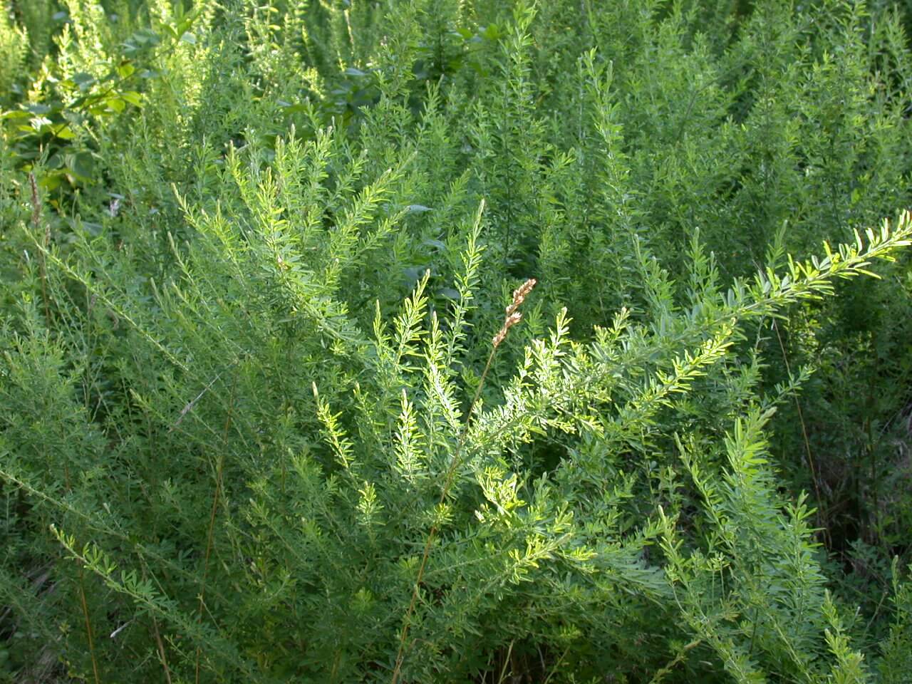 Sericea Lespedeza Plant