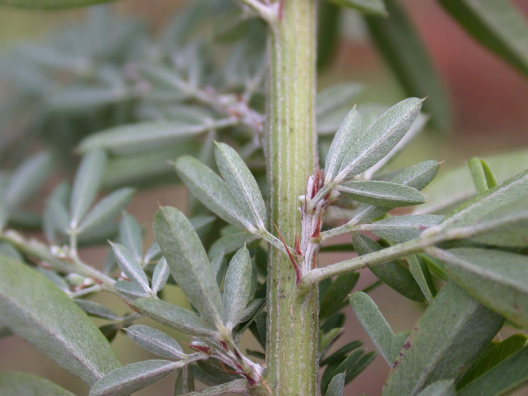 Sericea Lespedeza Stem