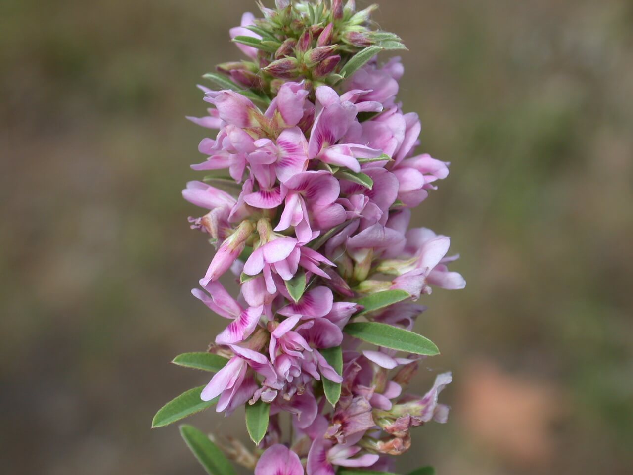 Slender Lespedeza Blooms