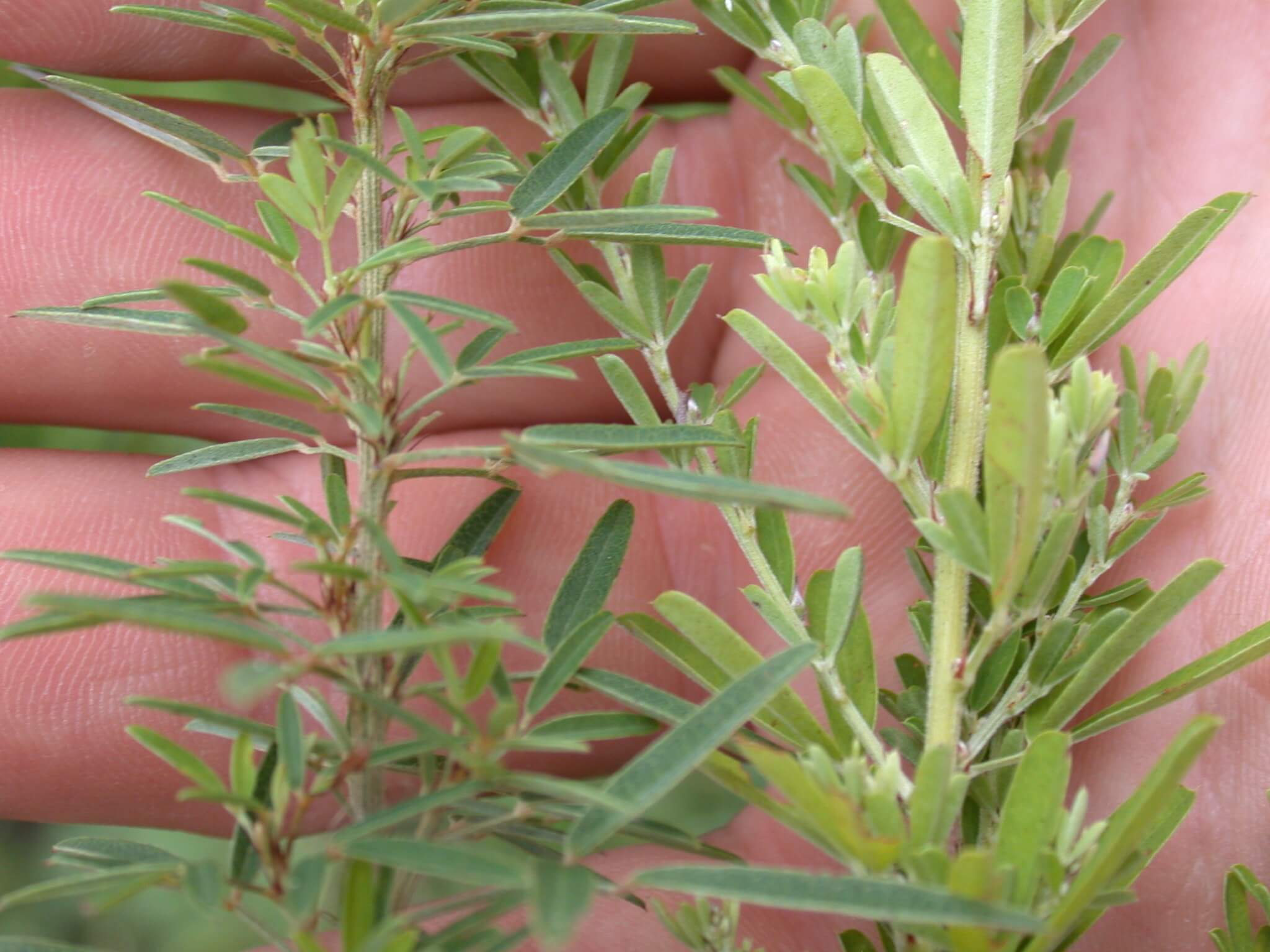 Slender lespedeza on left, sericea lespedeza on right.