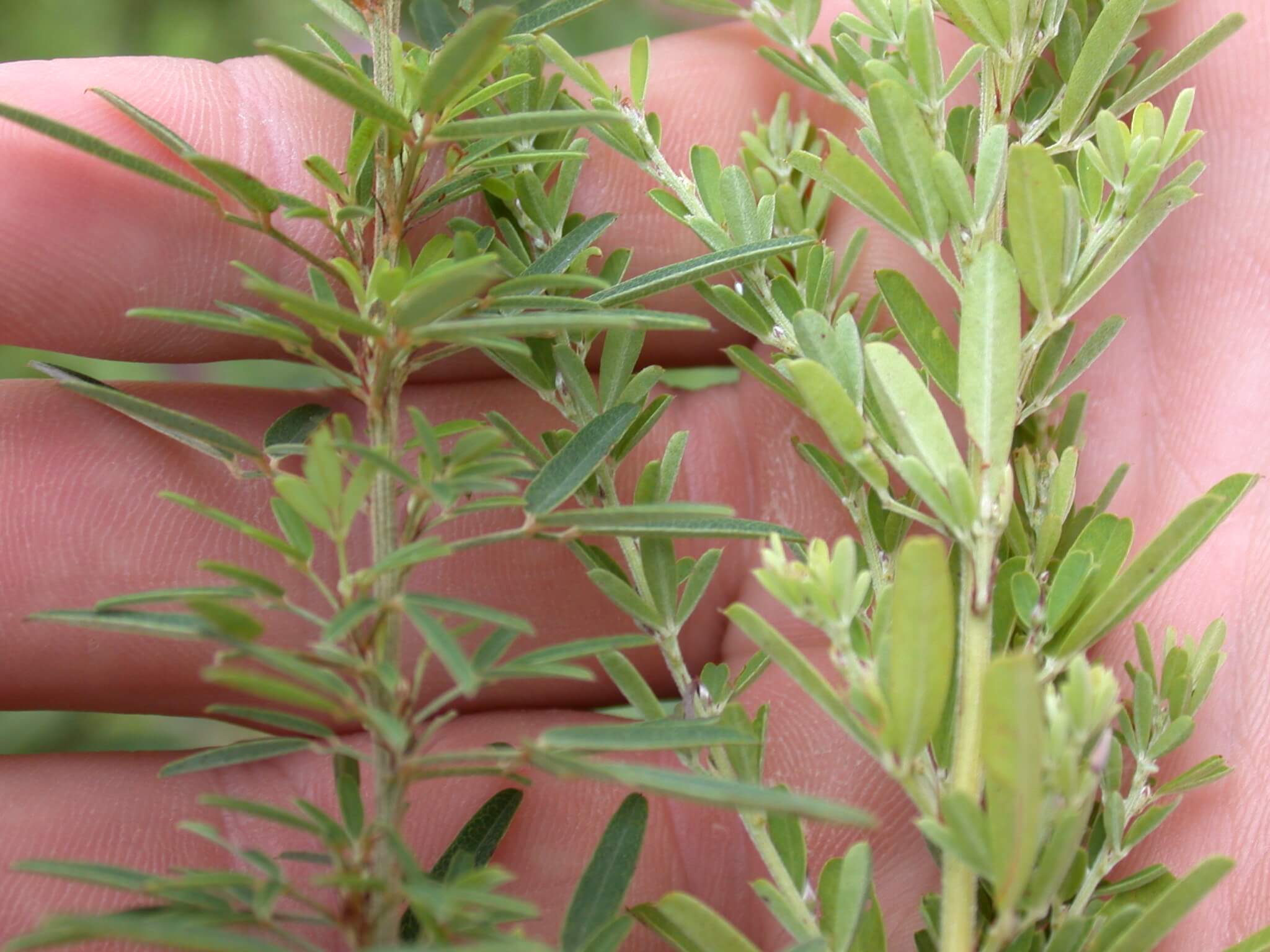 Slender lespedeza on left, sericea lespedeza on right.