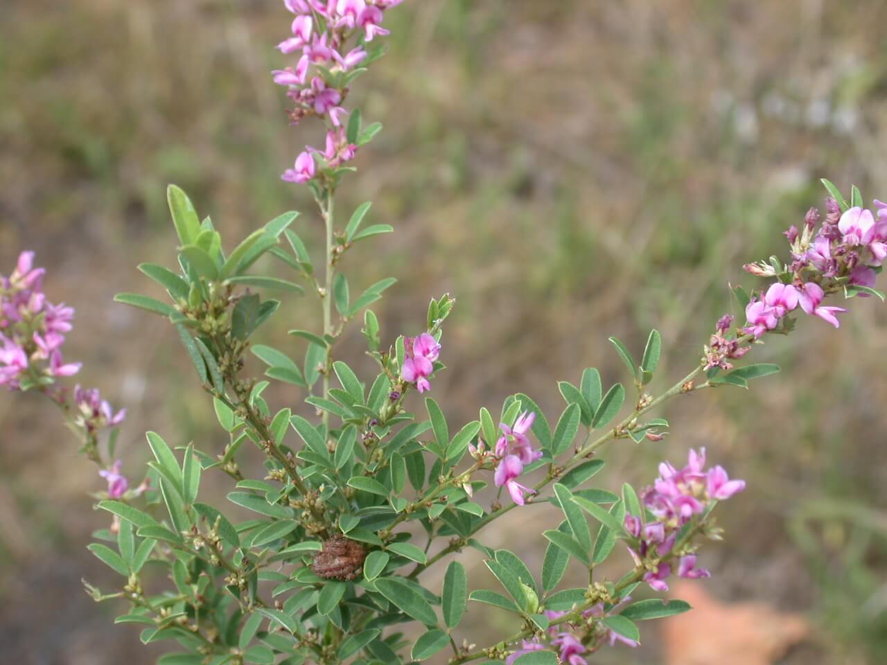 Slender Lespedeza Plant 