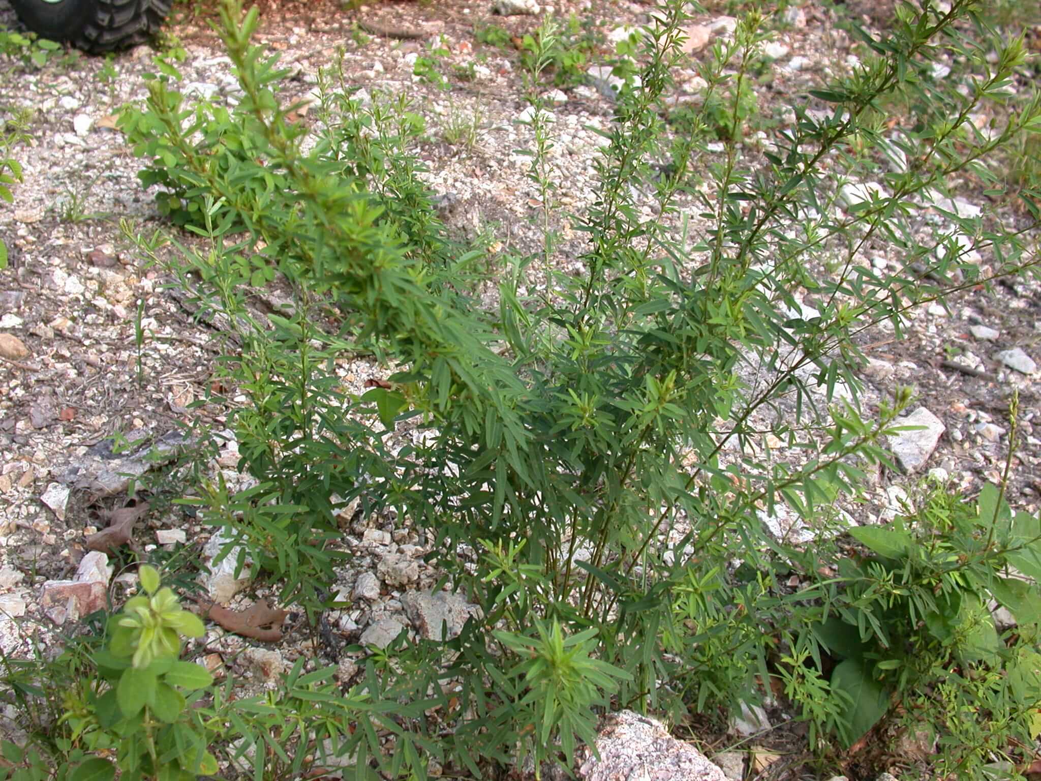 Slender Lespedeza Plant