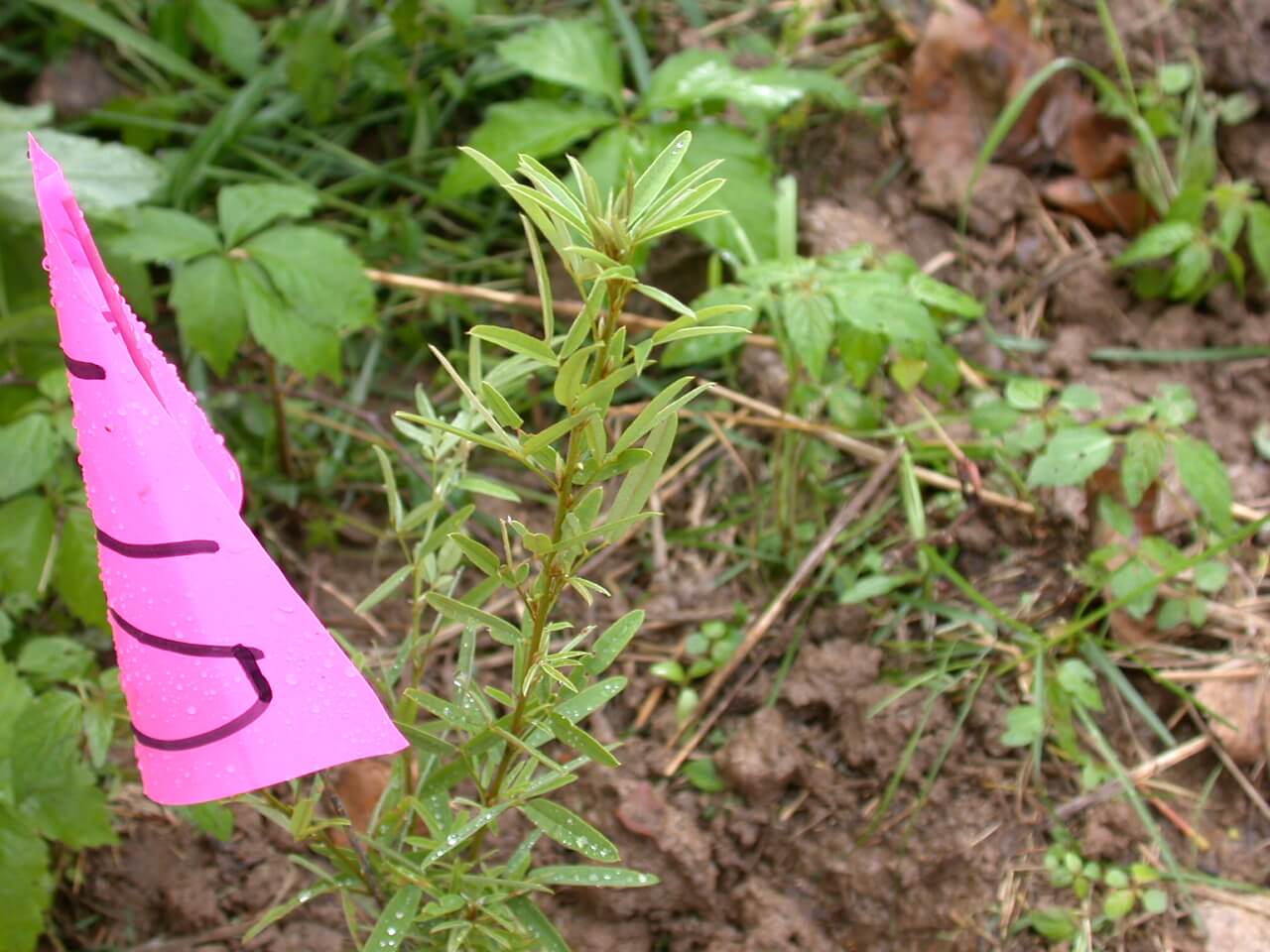 Slender Lespedeza Seedling