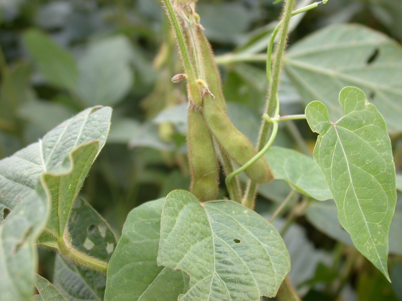 Soybean Pods