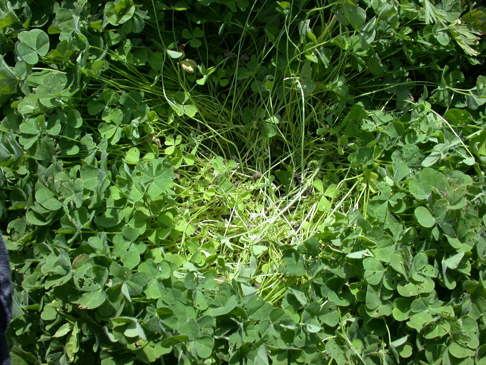 Subterranean Clover