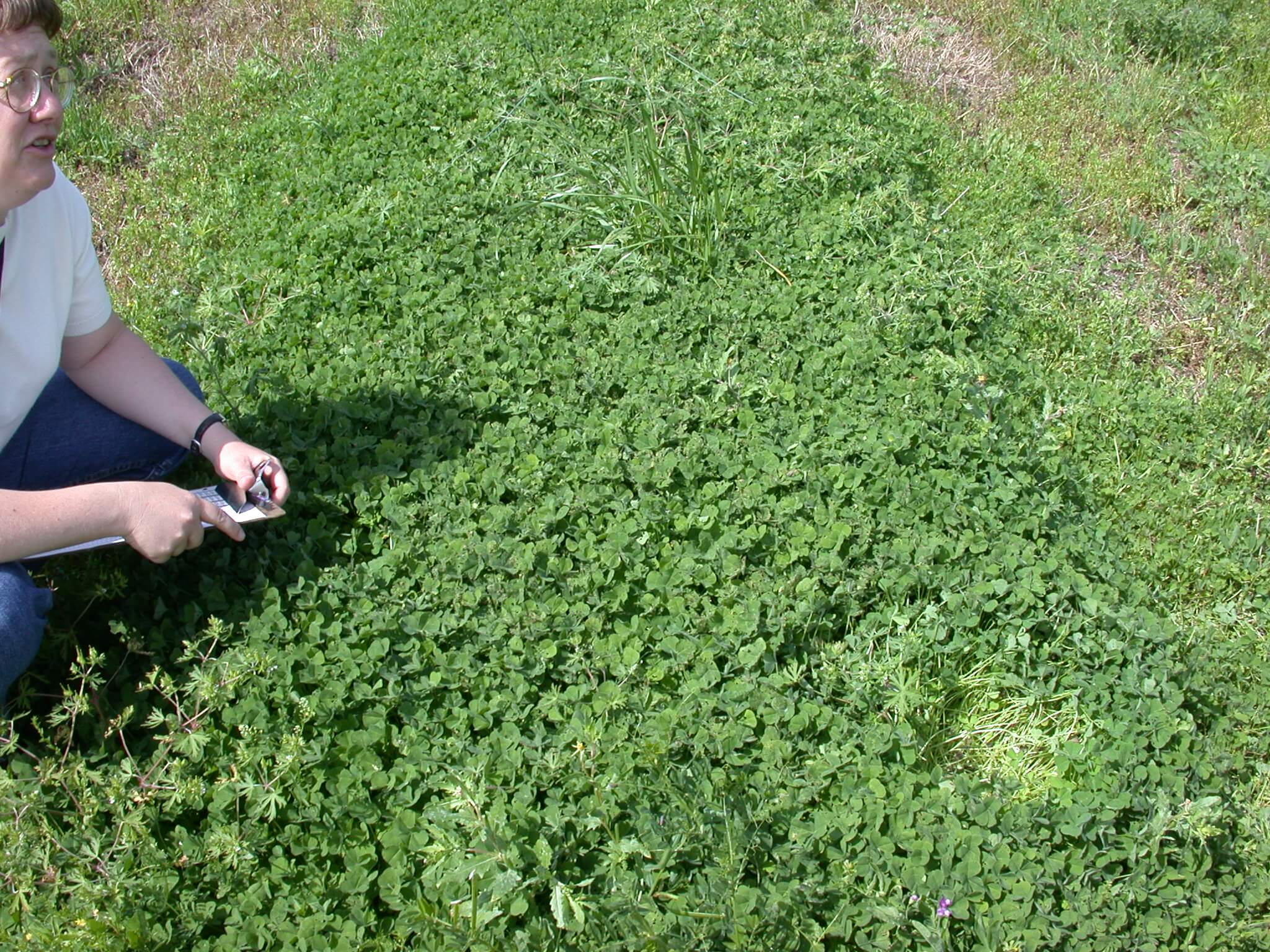 Subterranean Clover Plot Subterranean Clover Plot