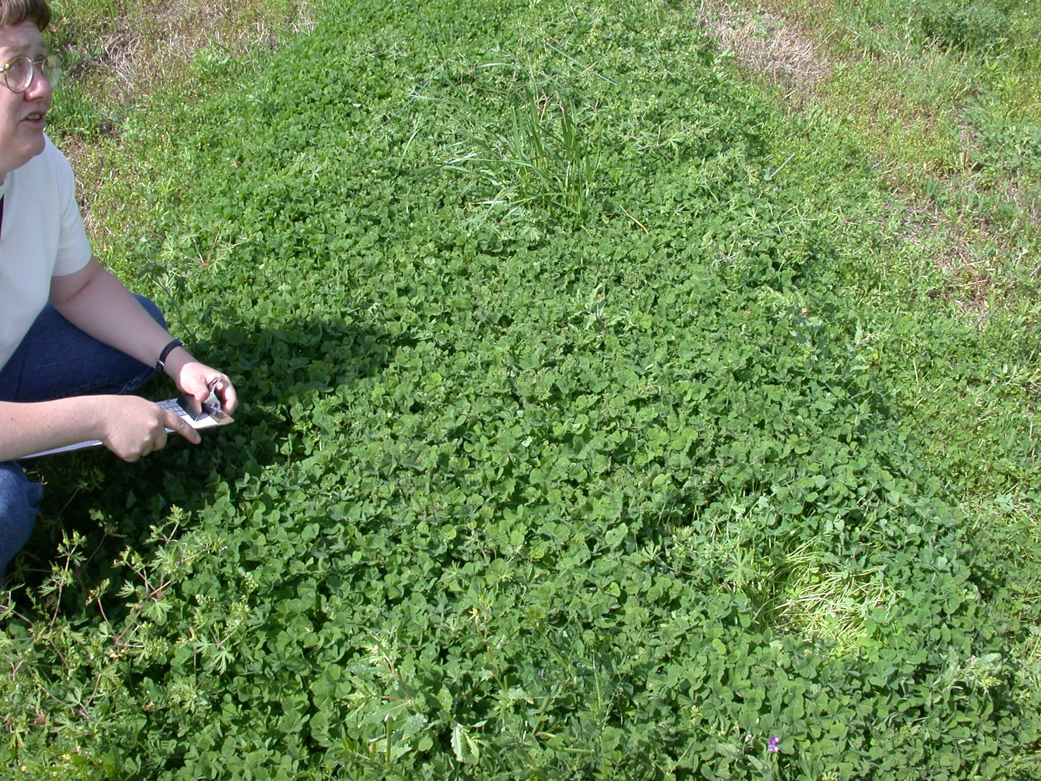 Subterranean Clover Plot