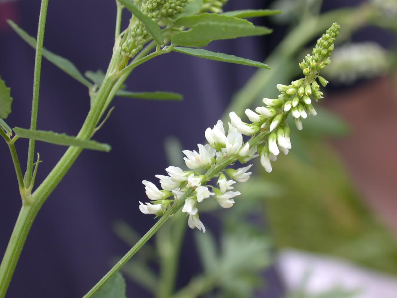 Sweet Clover Bloom