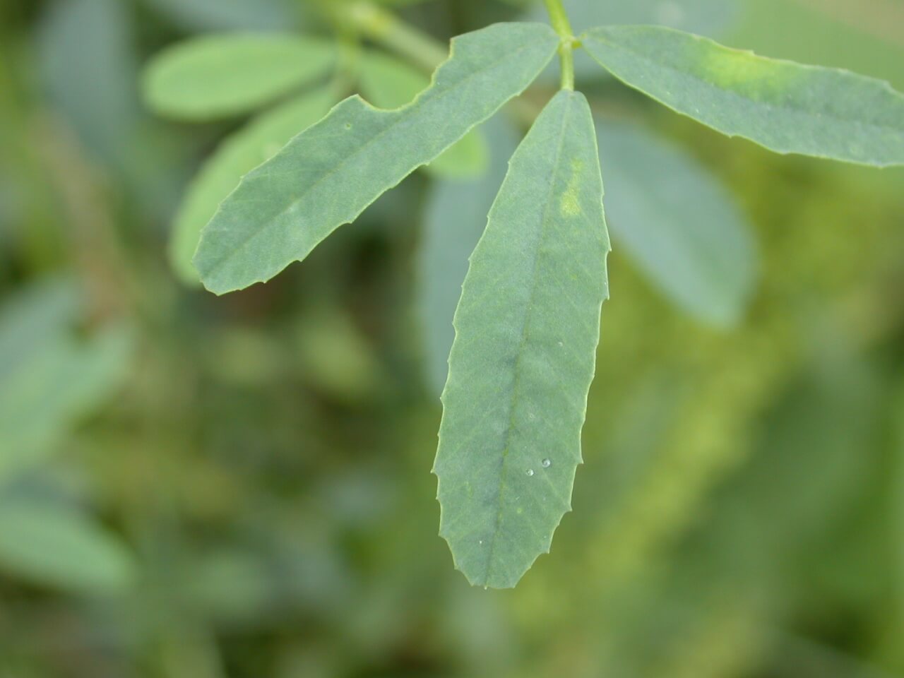 Sweet Clover Leaf Trifoliate