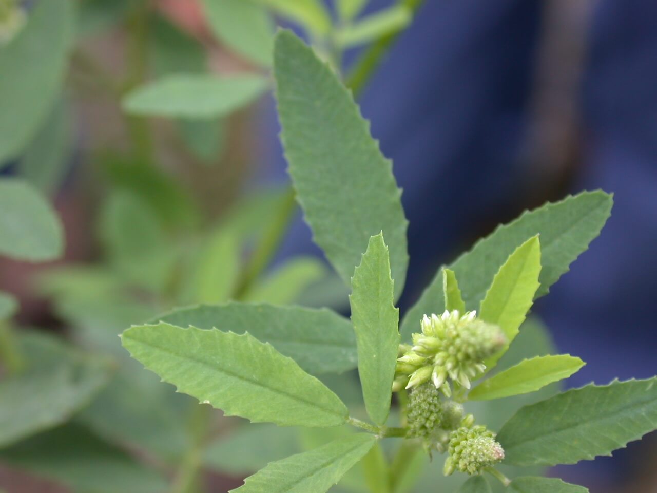 Sweet Clover Leaves